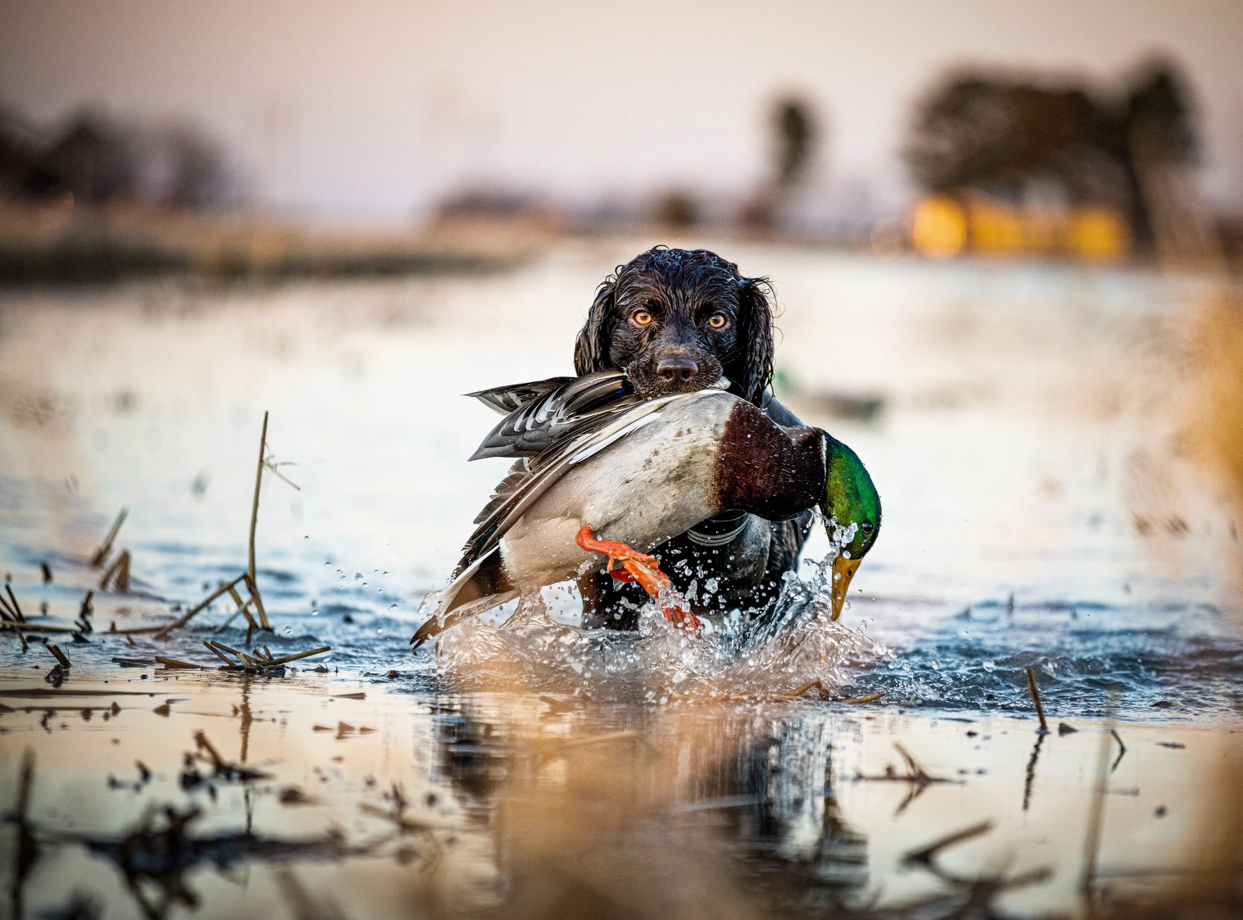 Training the Retrieve for Hunting dogs