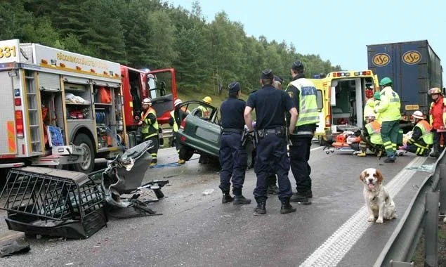 Paws and Seatbelts: The Critical Need for Crash-Tested Dog Crates