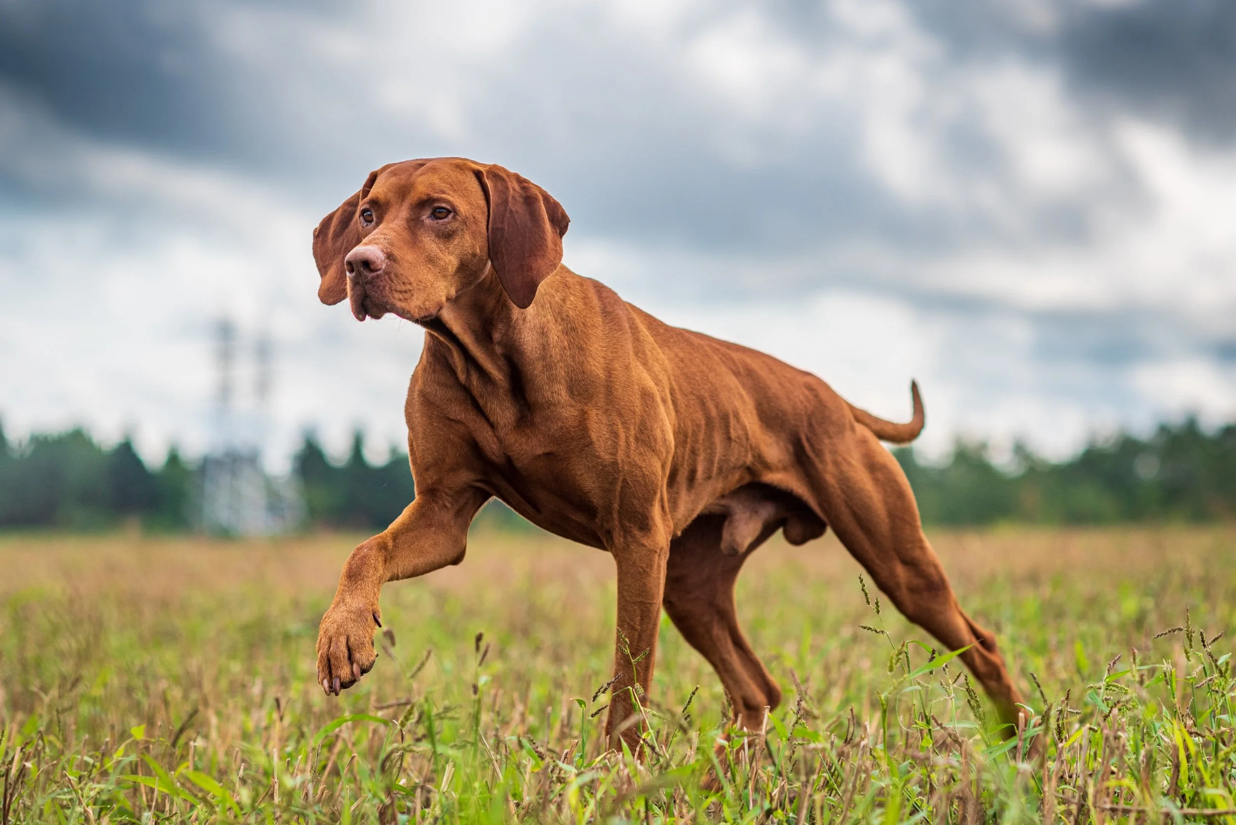 Training Steadiness in Hunting Dogs