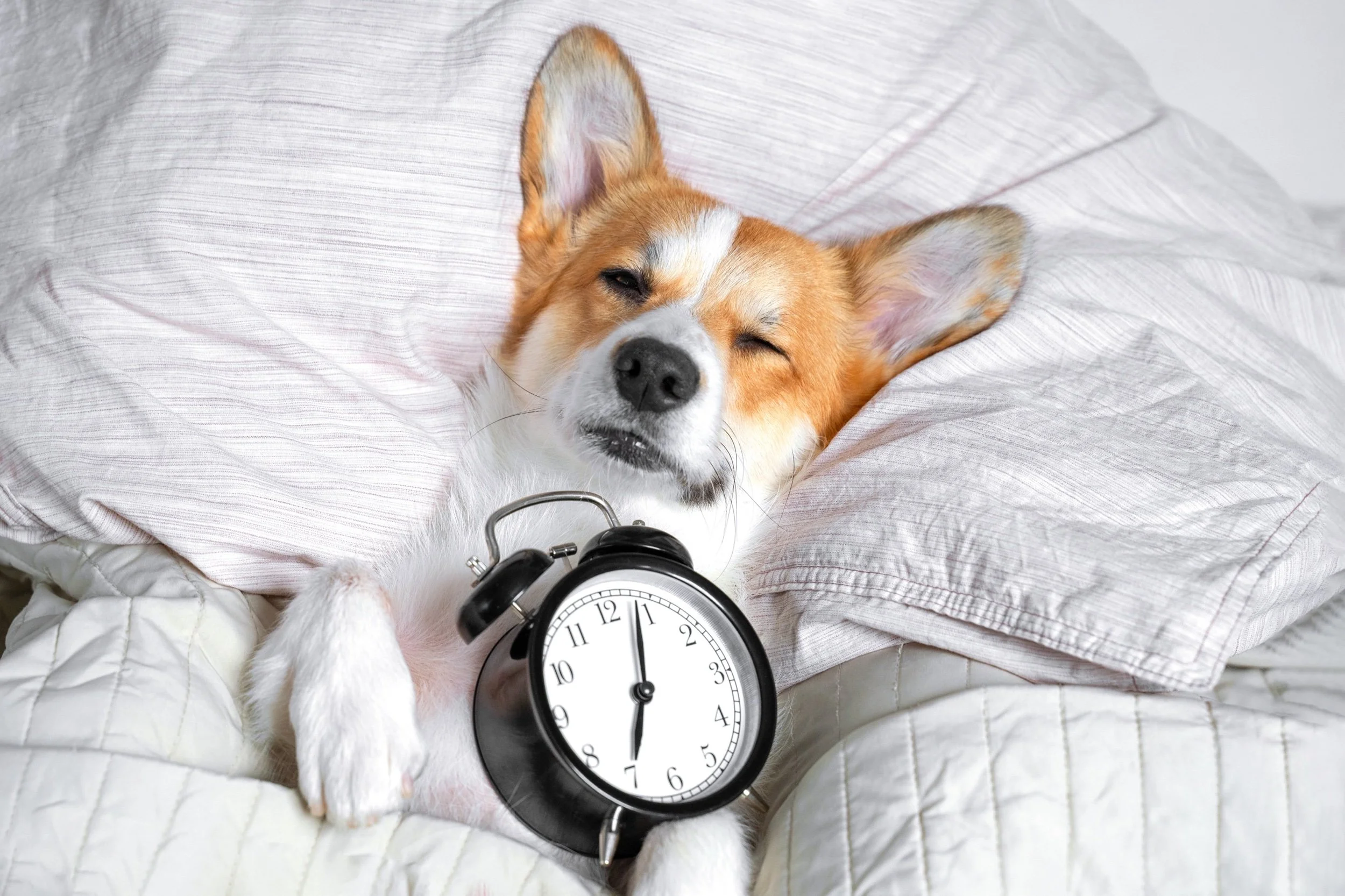Canine Clocks: Understanding How Dogs Perceive Time