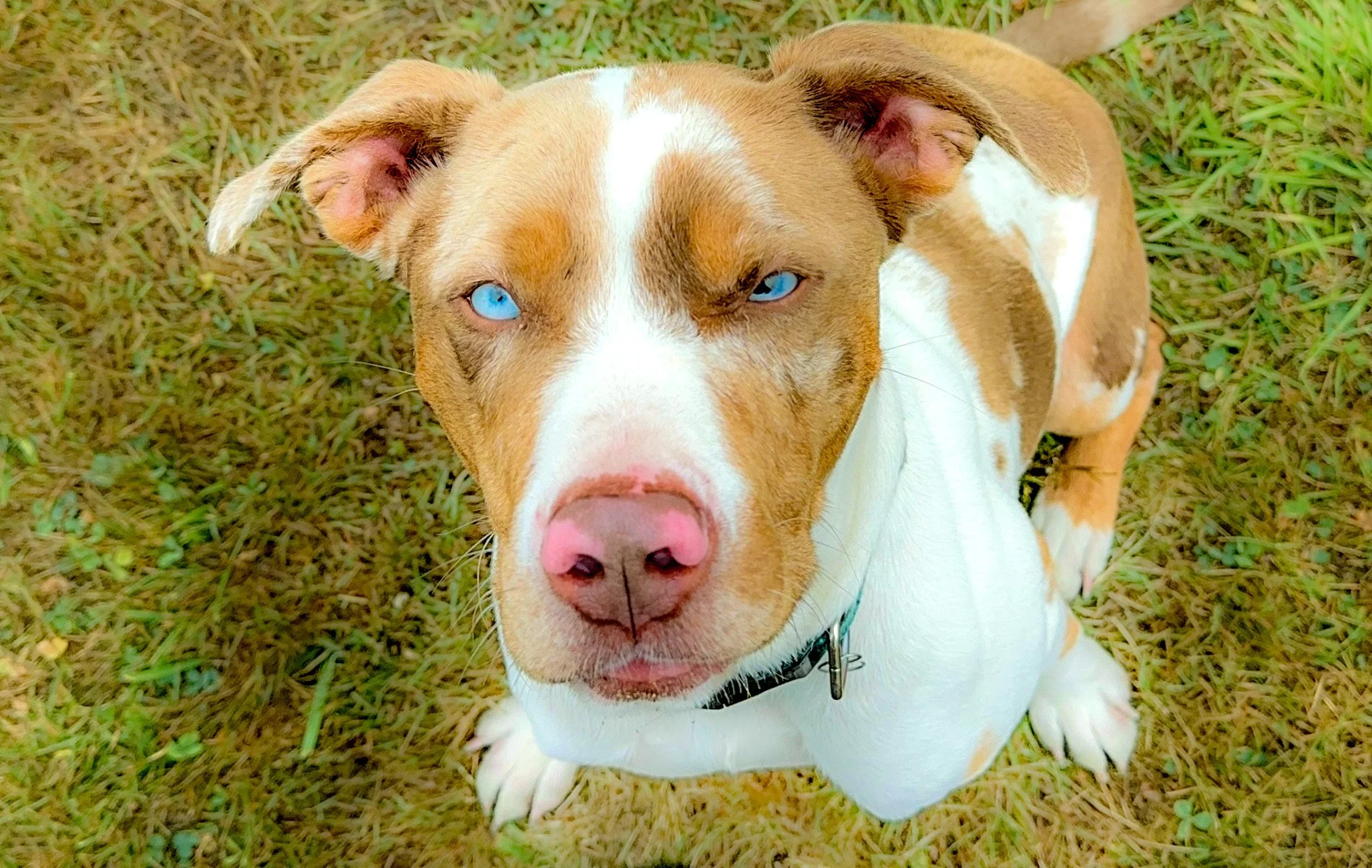The Blue-Eyed Puzzle: Unraveling the Genetic and Behavioral Challenges of Tater Tot and Finnley