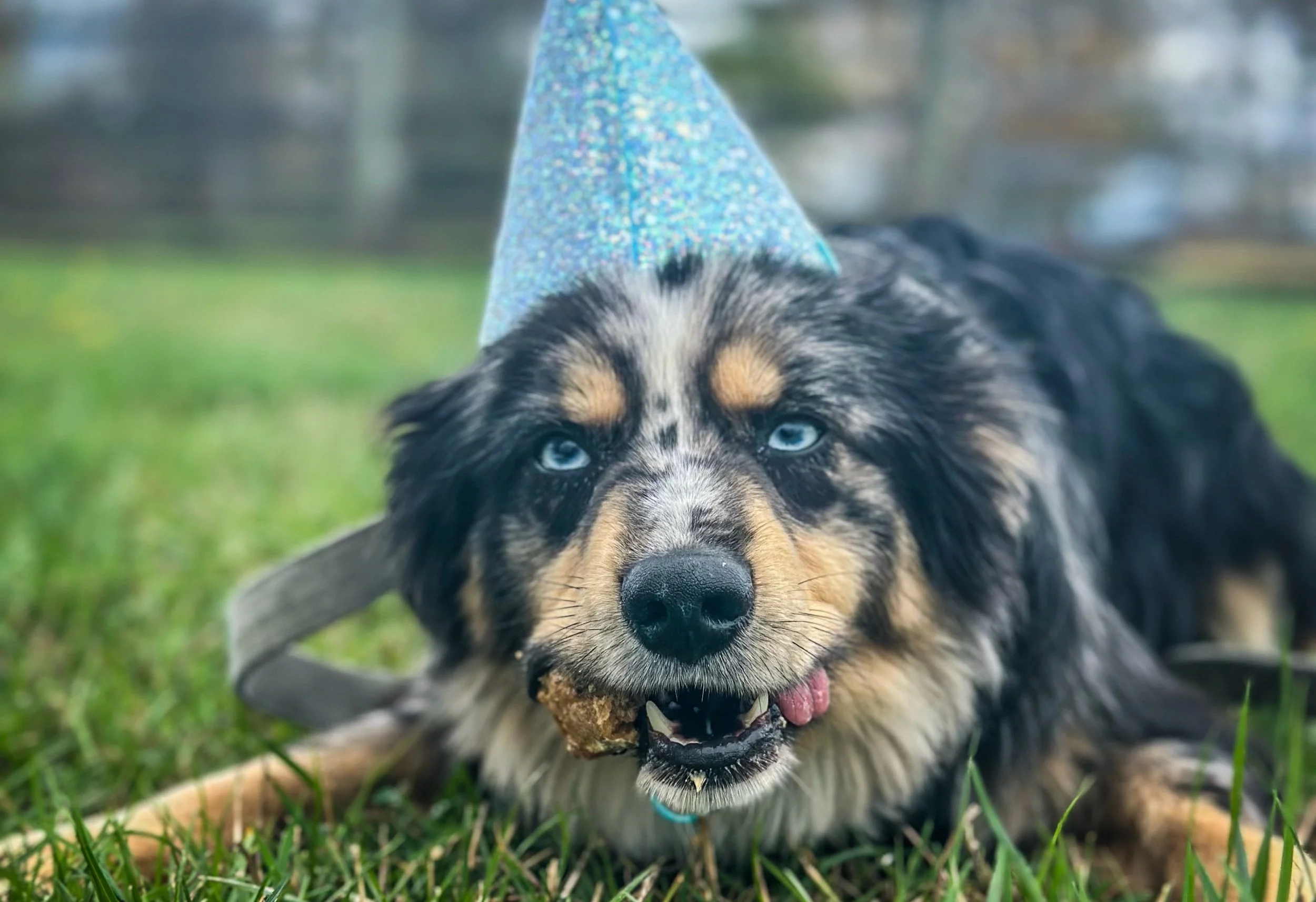 The Cost of Cute - Neurological and Behavioral Challenges in Miniature Breeds