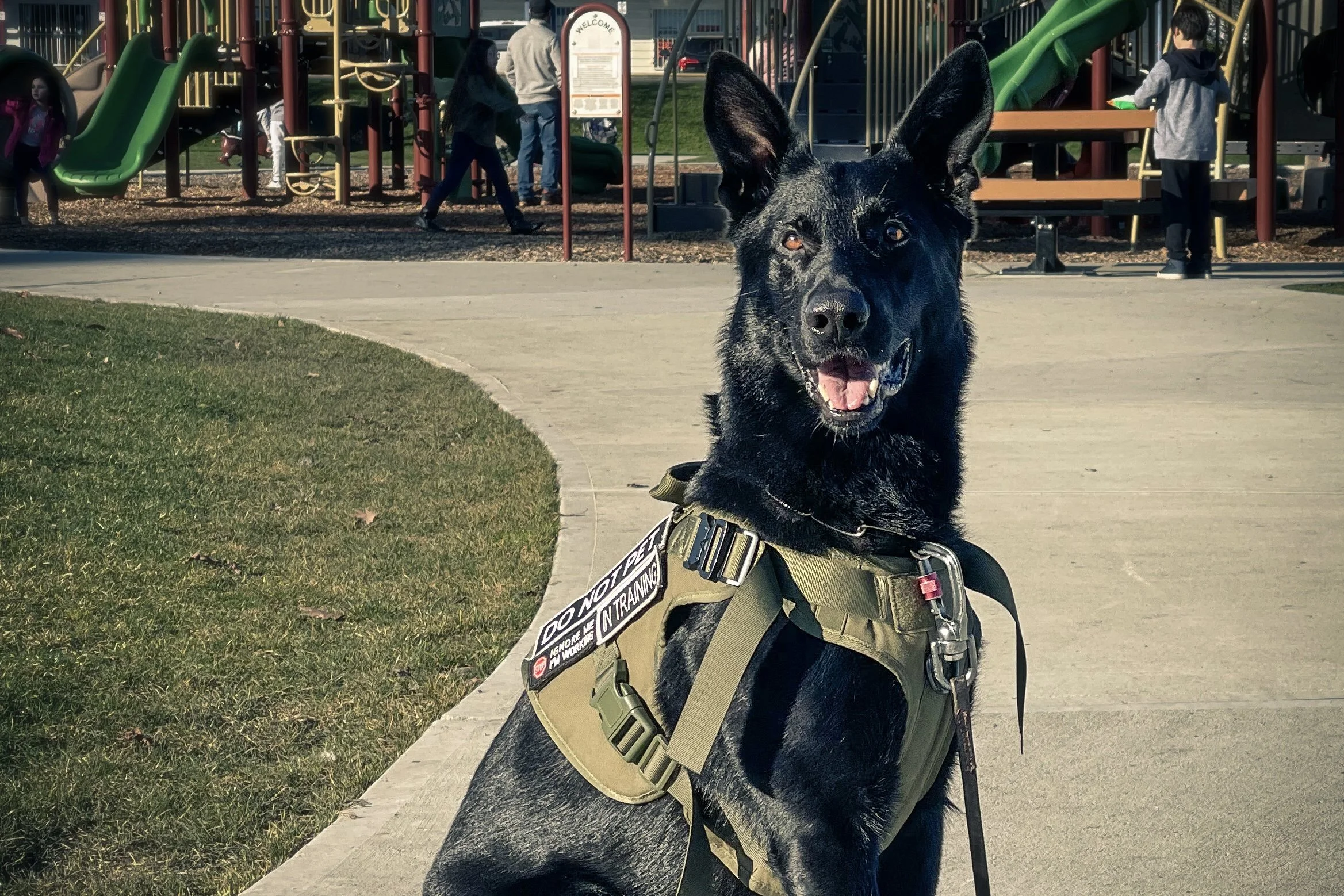 The Architecture of Attention: A Cynologist Guide To Motivational Salience In The Canine Mind
