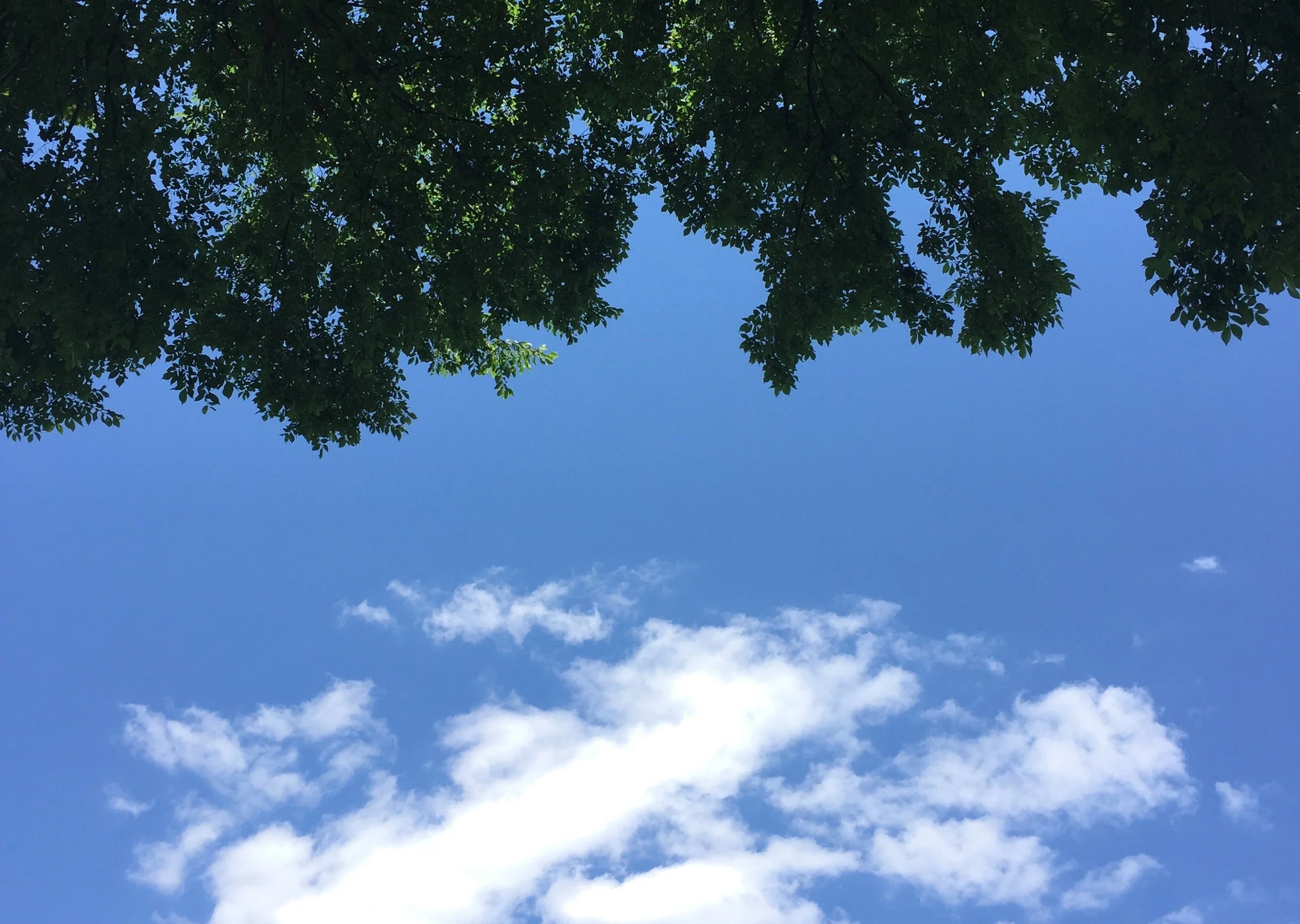 trees-sky-upsidedown oblong.jpg