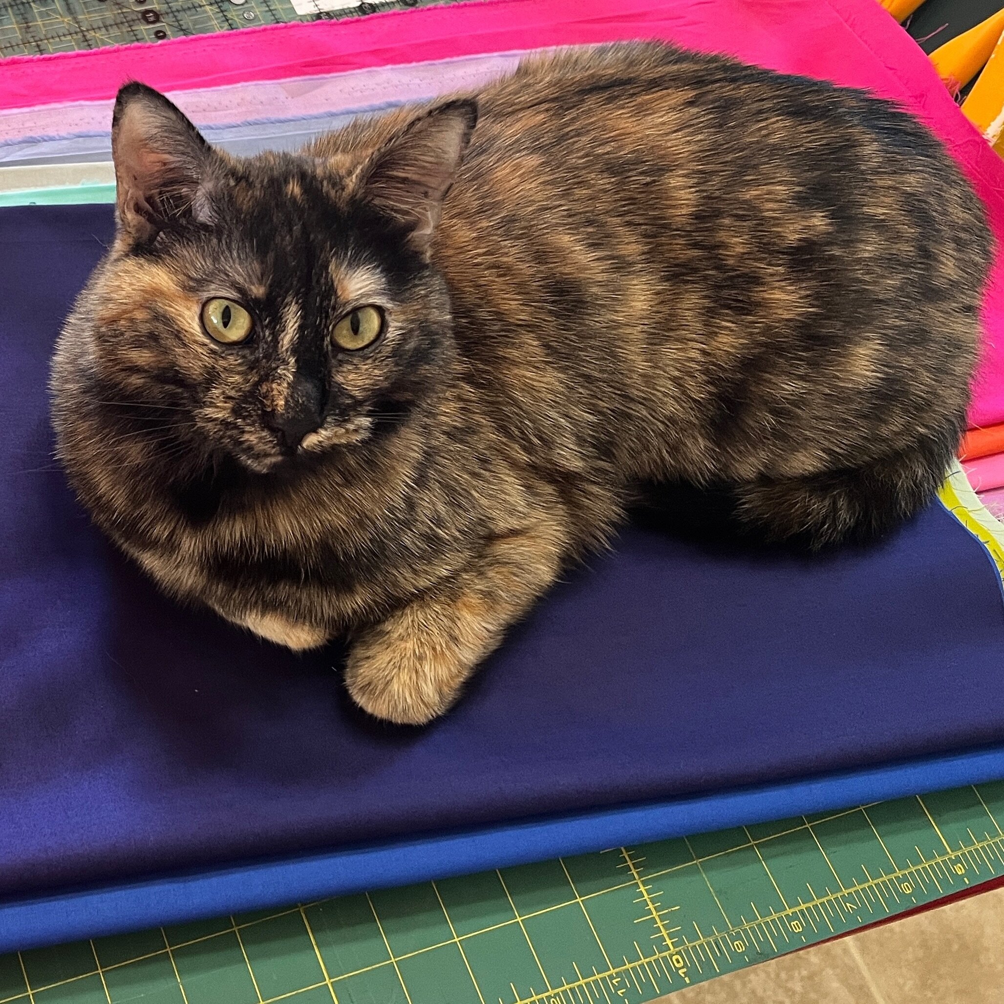 Fabric pull by Moira. 😻

Starting a new project using #rubyandbeesolids from @windhamfabrics 💖

They kindly sent me a bundle of fabric and I can&rsquo;t wait to get started. 🧵

#windhamfabrics #catsonquilts #catsonquiltsofinstagram #modernquilter 