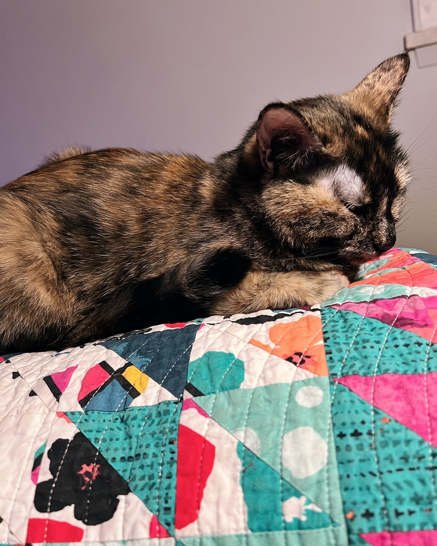 Quality control. ✅

#catsoninstagram #catsonquilts #catslovequilts #quiltersofinstagram #tortiesofinstagram
