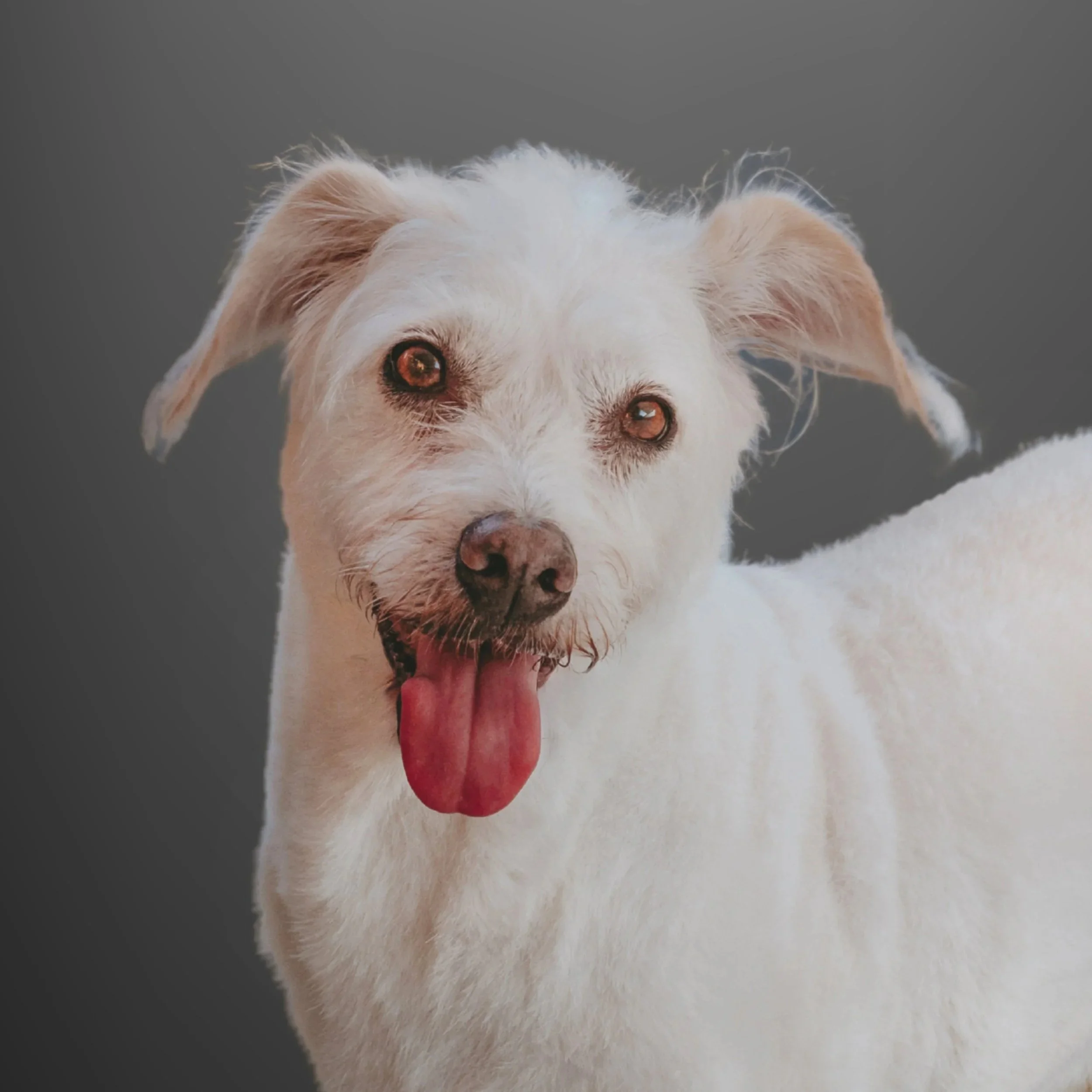 Headshot of a small white dog.