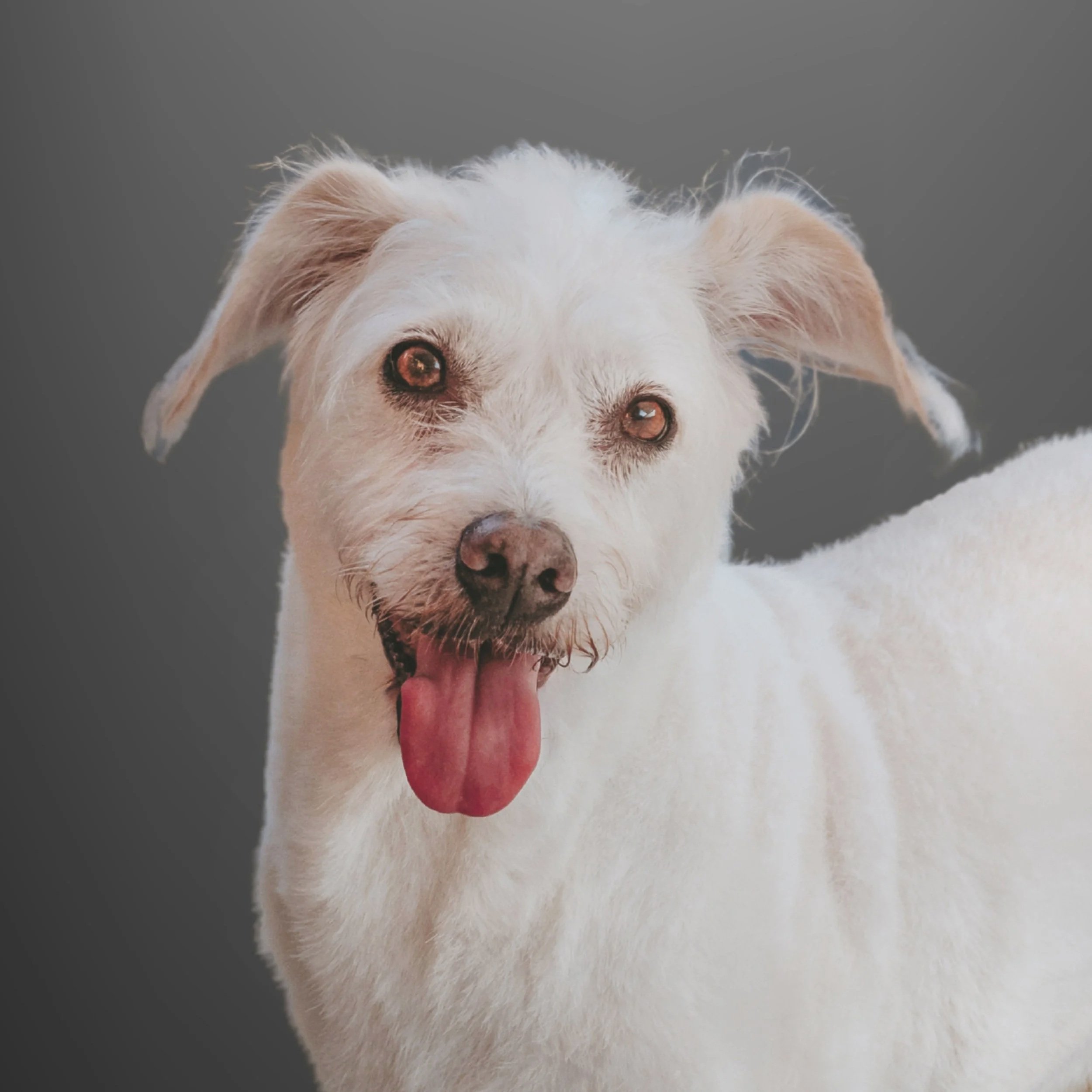 Headshot of a small white dog.