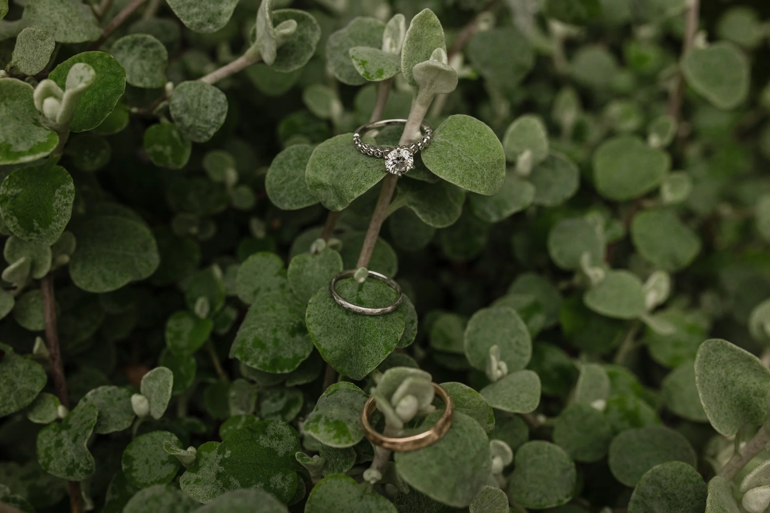 Wedding and engagement rings sit on green leaves.
