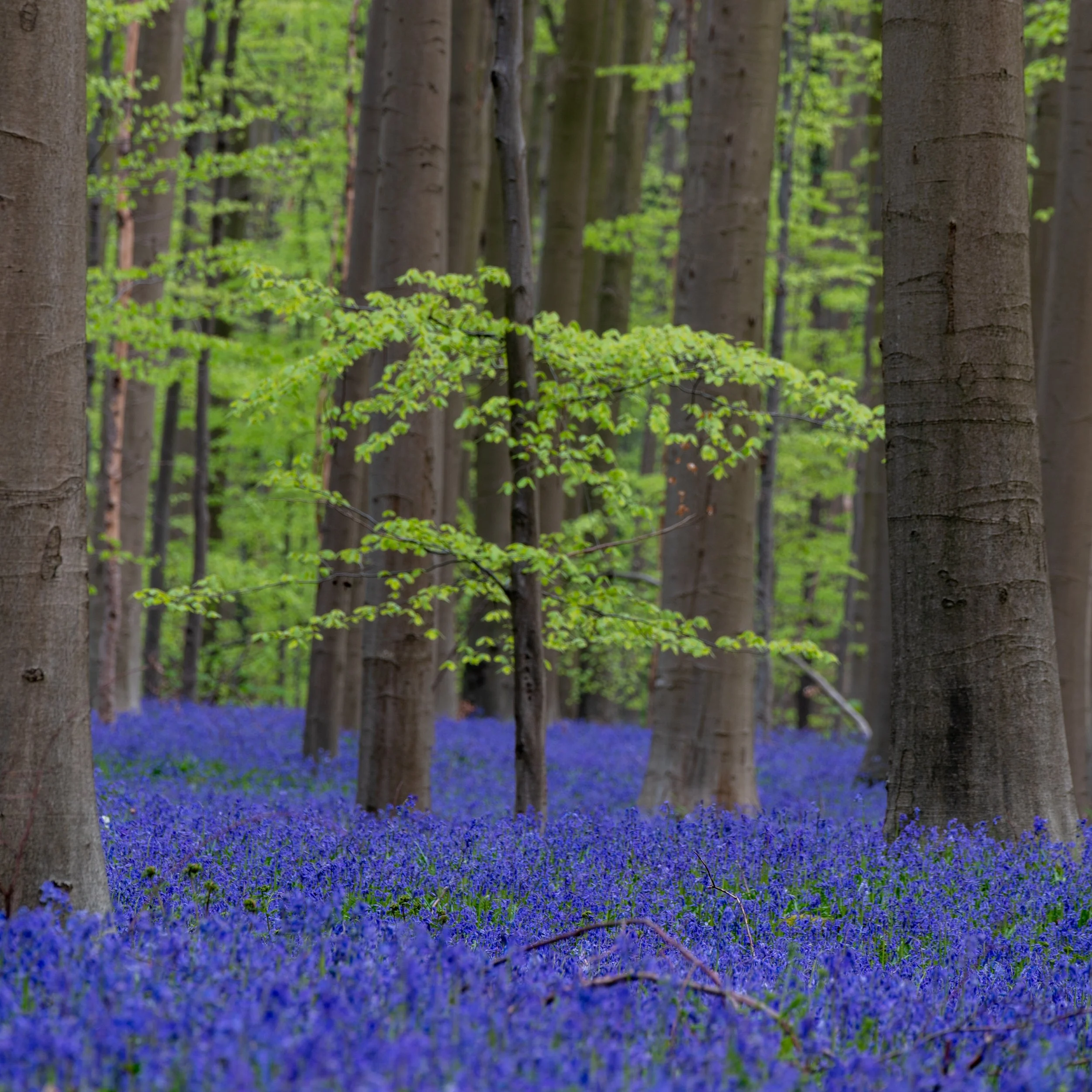 Hallerbos