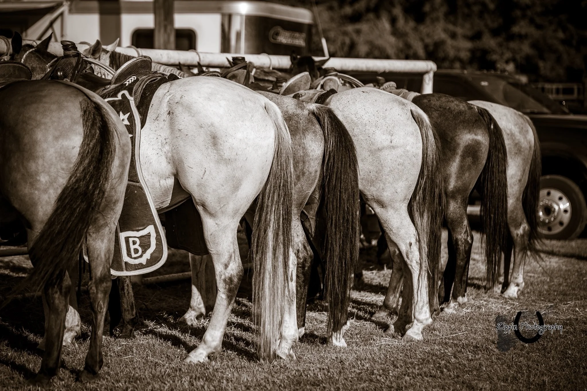 Horses at Lisbon.jpg