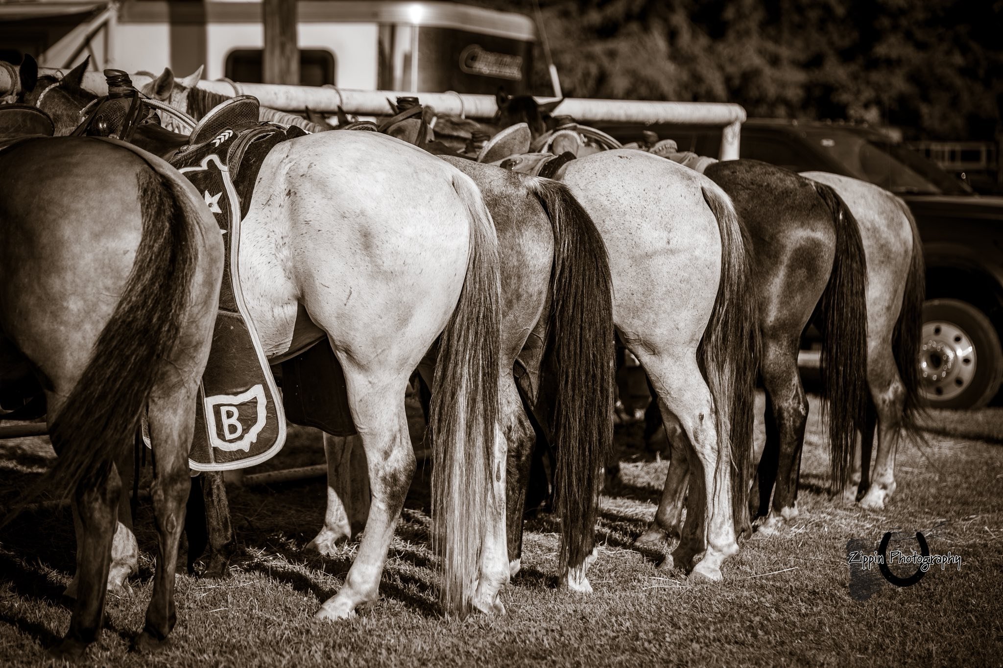 Horses at Lisbon.jpg