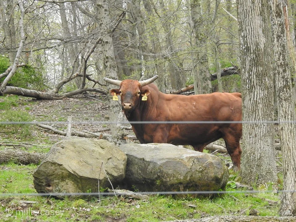 Little Red Devil.jpg