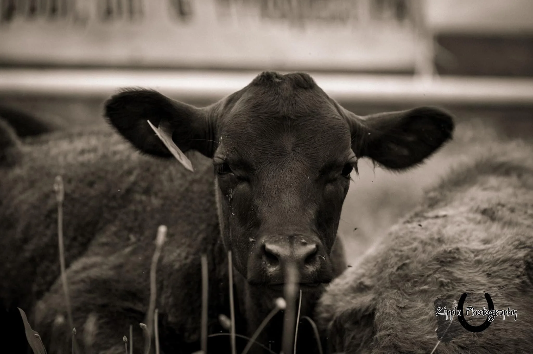 24 Lisbon calves.jpg