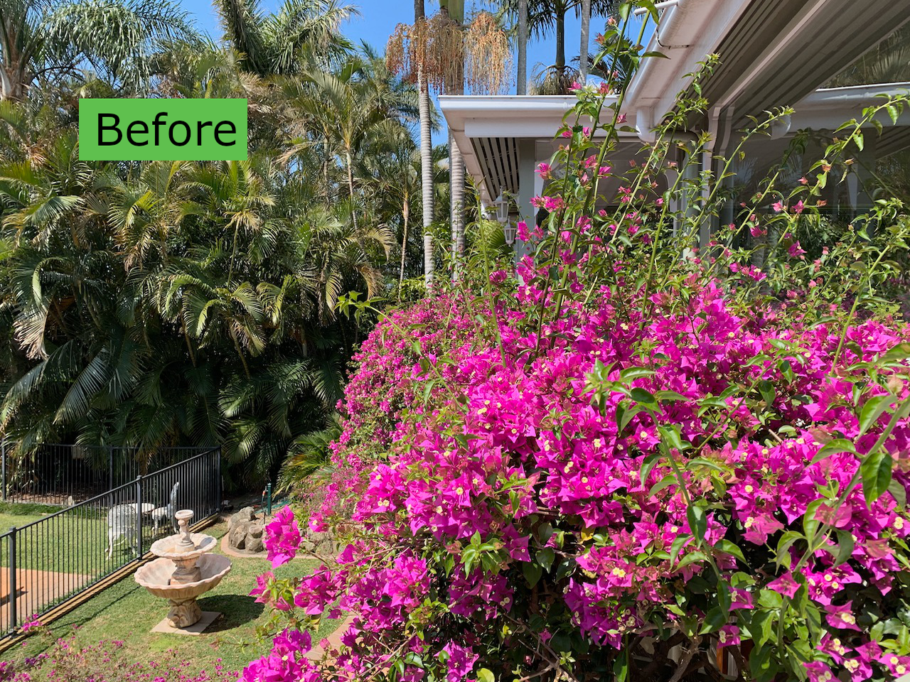 Bougainvillea Before After 1.png