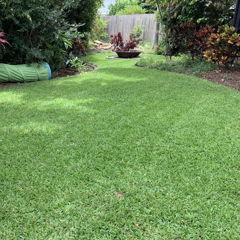 Turf regeneration