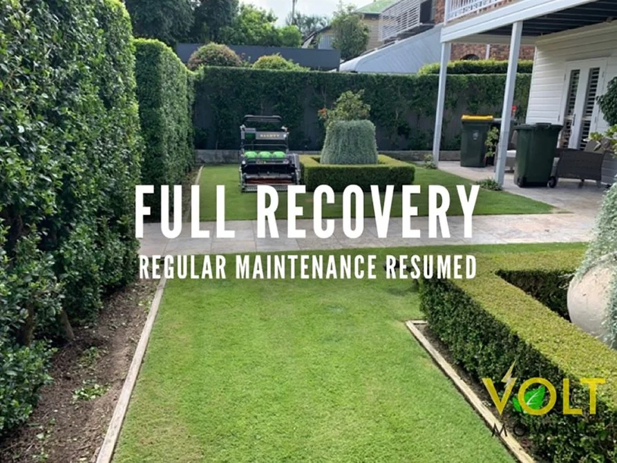 Lillypilly Hedge Reduction_process 3.jpg