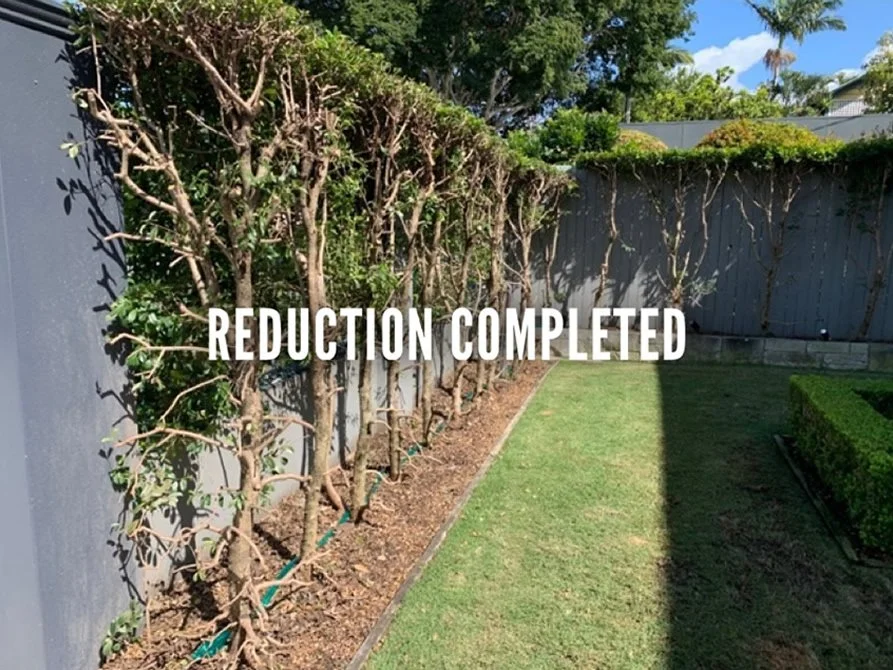 Lillypilly Hedge Reduction_process 2.jpg