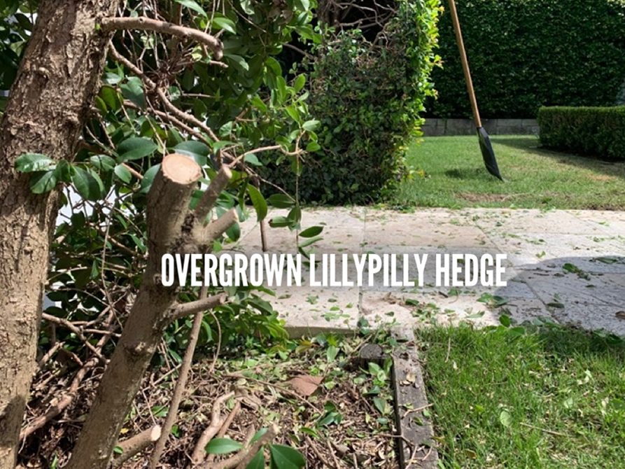 Lillypilly Hedge Reduction_process 1.png