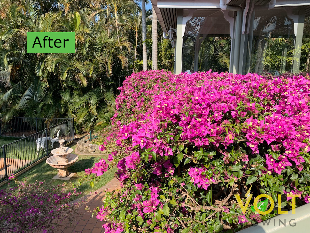 Bougainvillea Before After 2.png