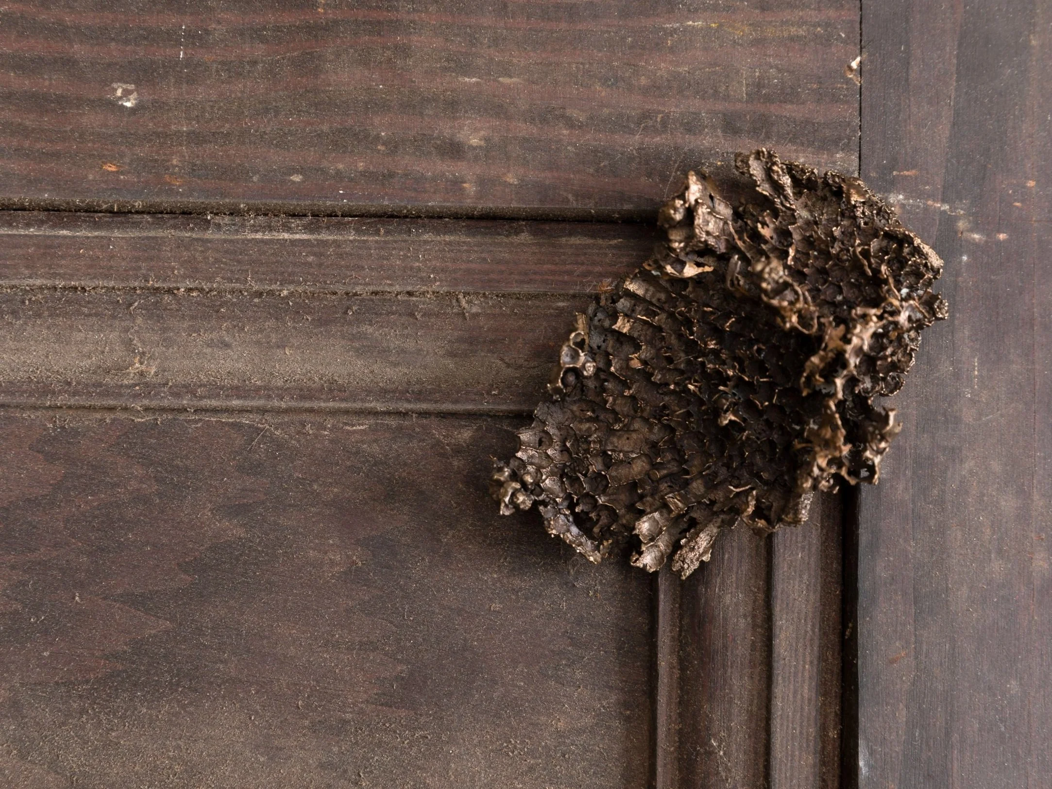 220128_NEILL_In+This+Shirt+%28Wasps+Nest%29_001.jpg