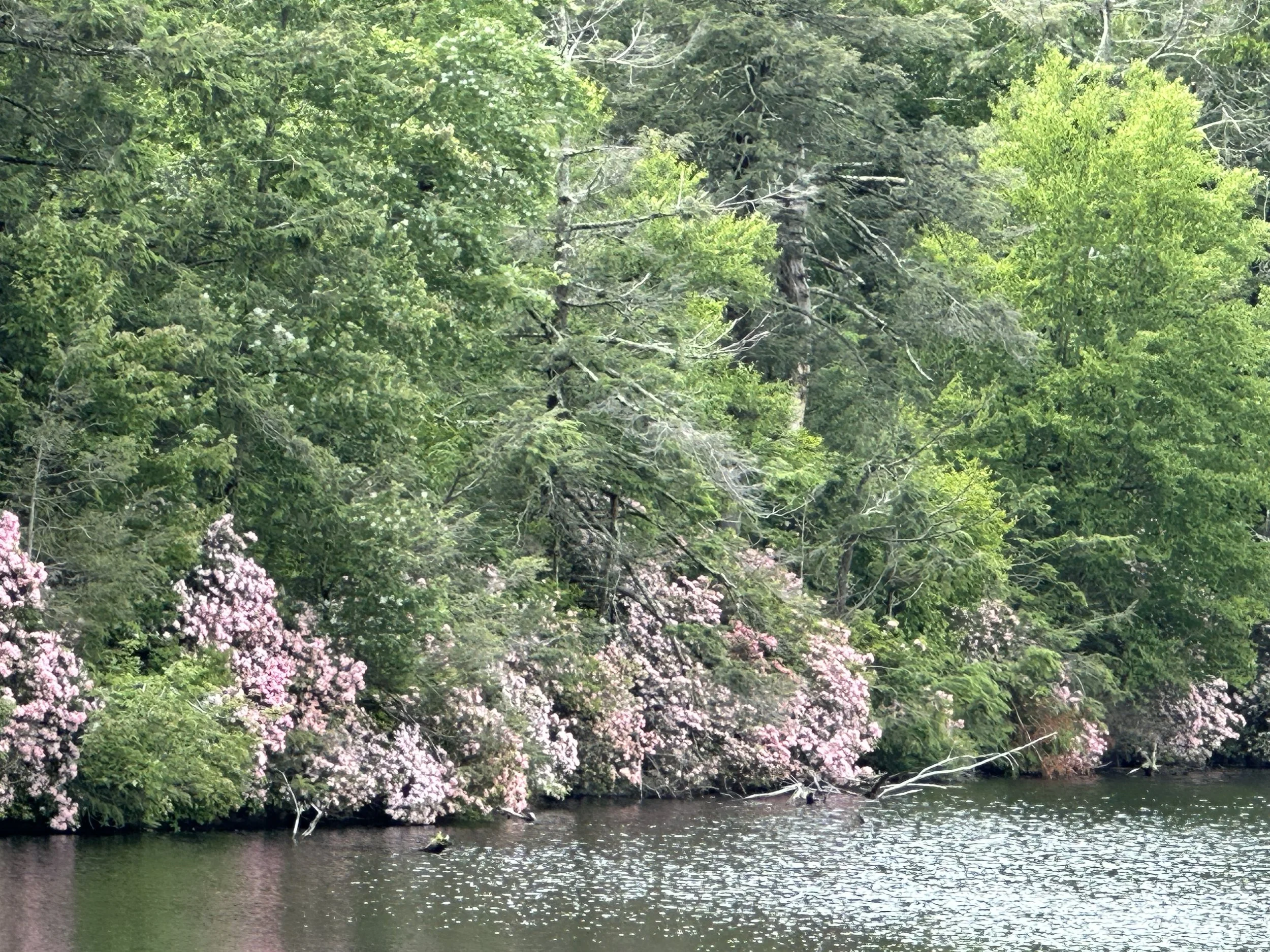 IMG_5158.jpeg