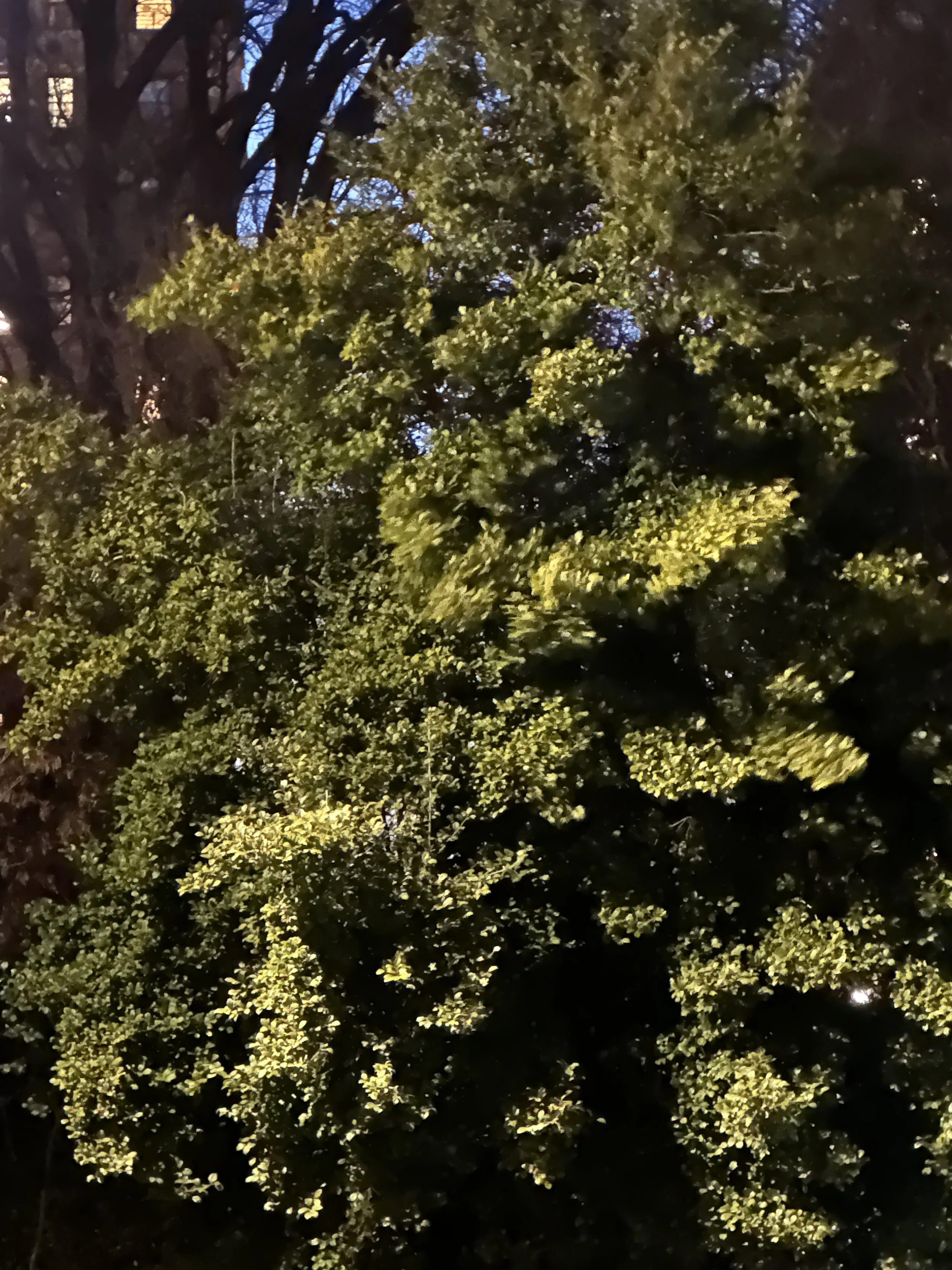IMG_3583.jpeg
