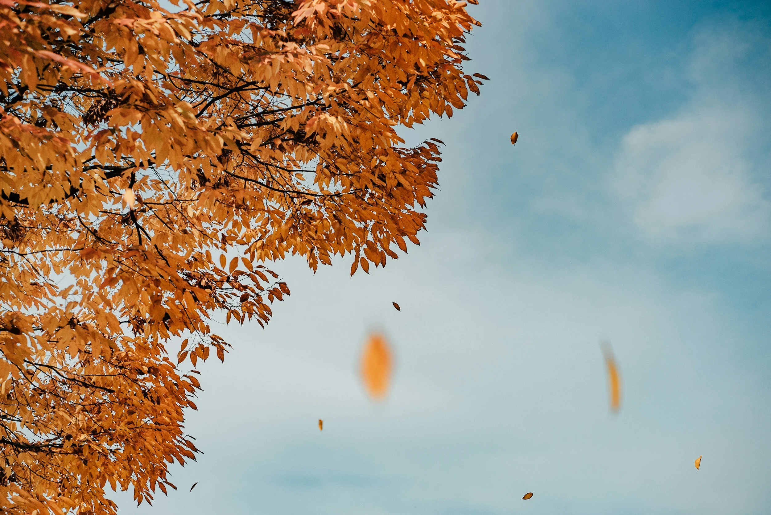 SEASON OF LETTING GO