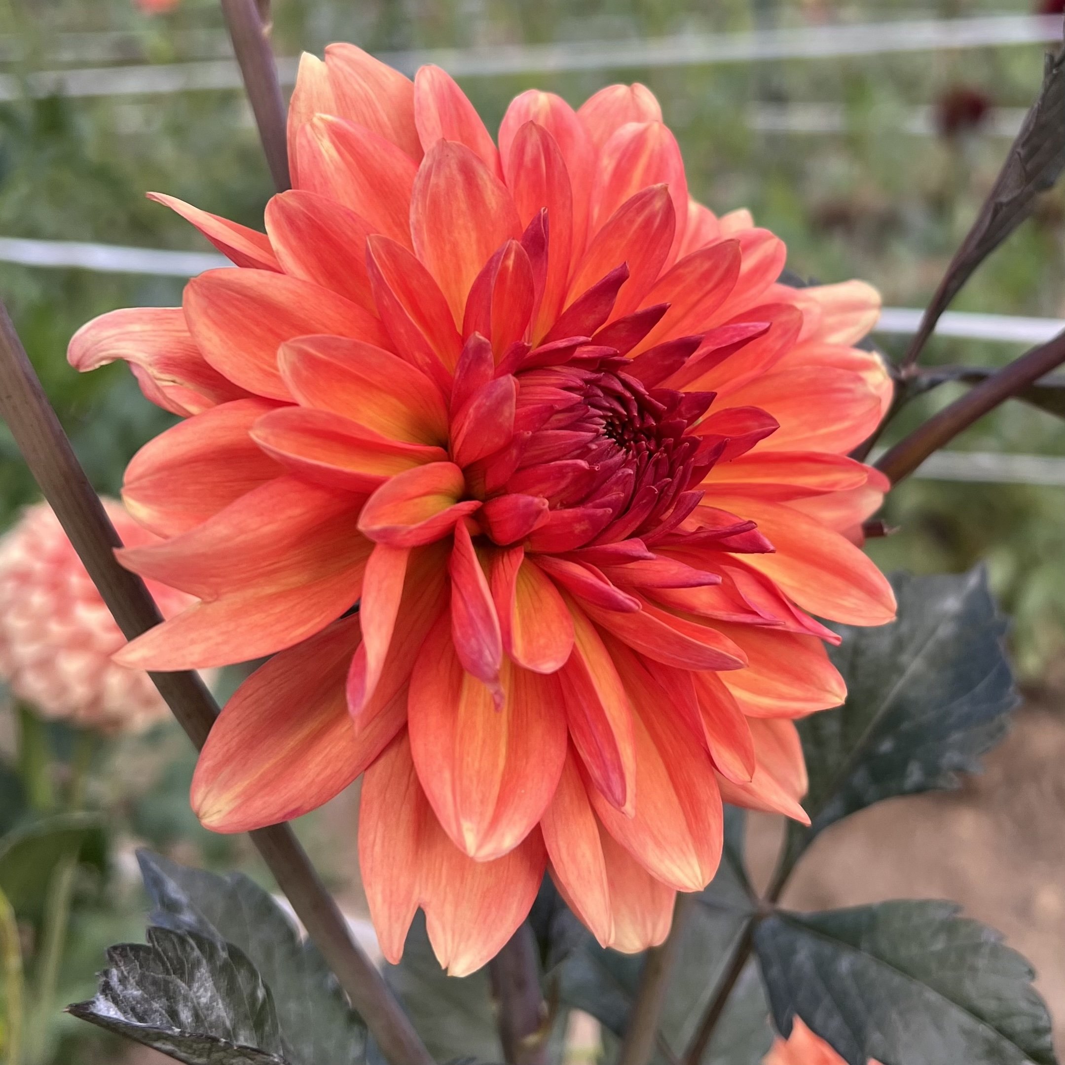 ORANGEPEKOE4.jpg