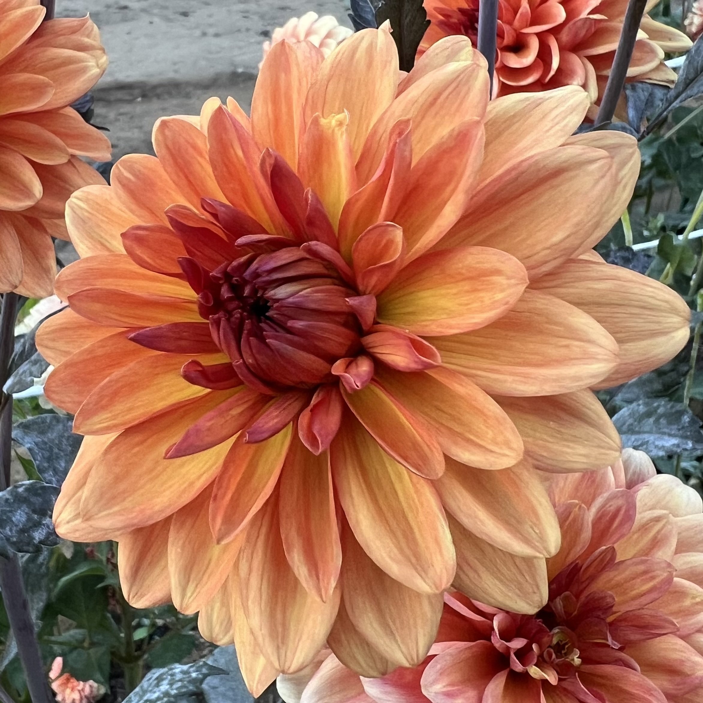 ORANGEPEKOE6.jpg