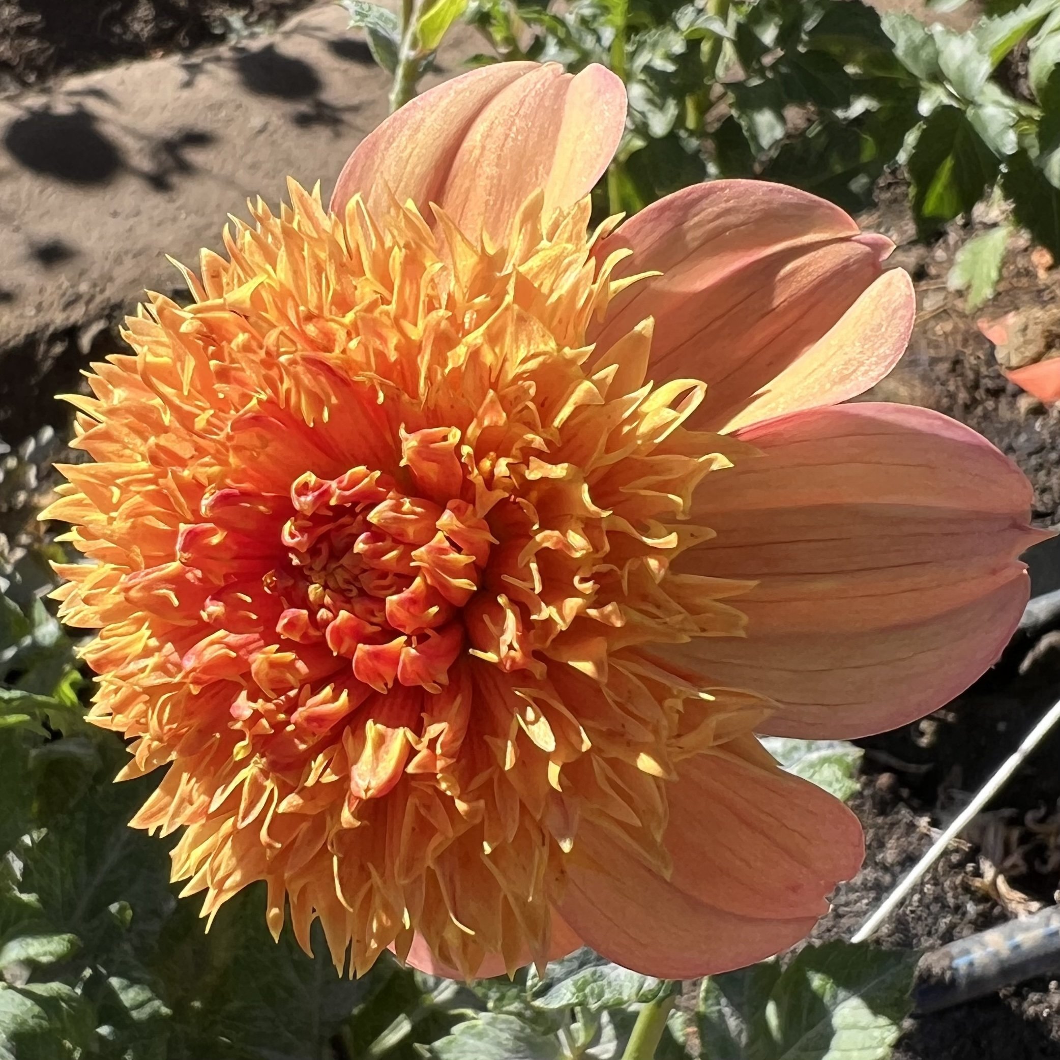 SANDIA BROCADE