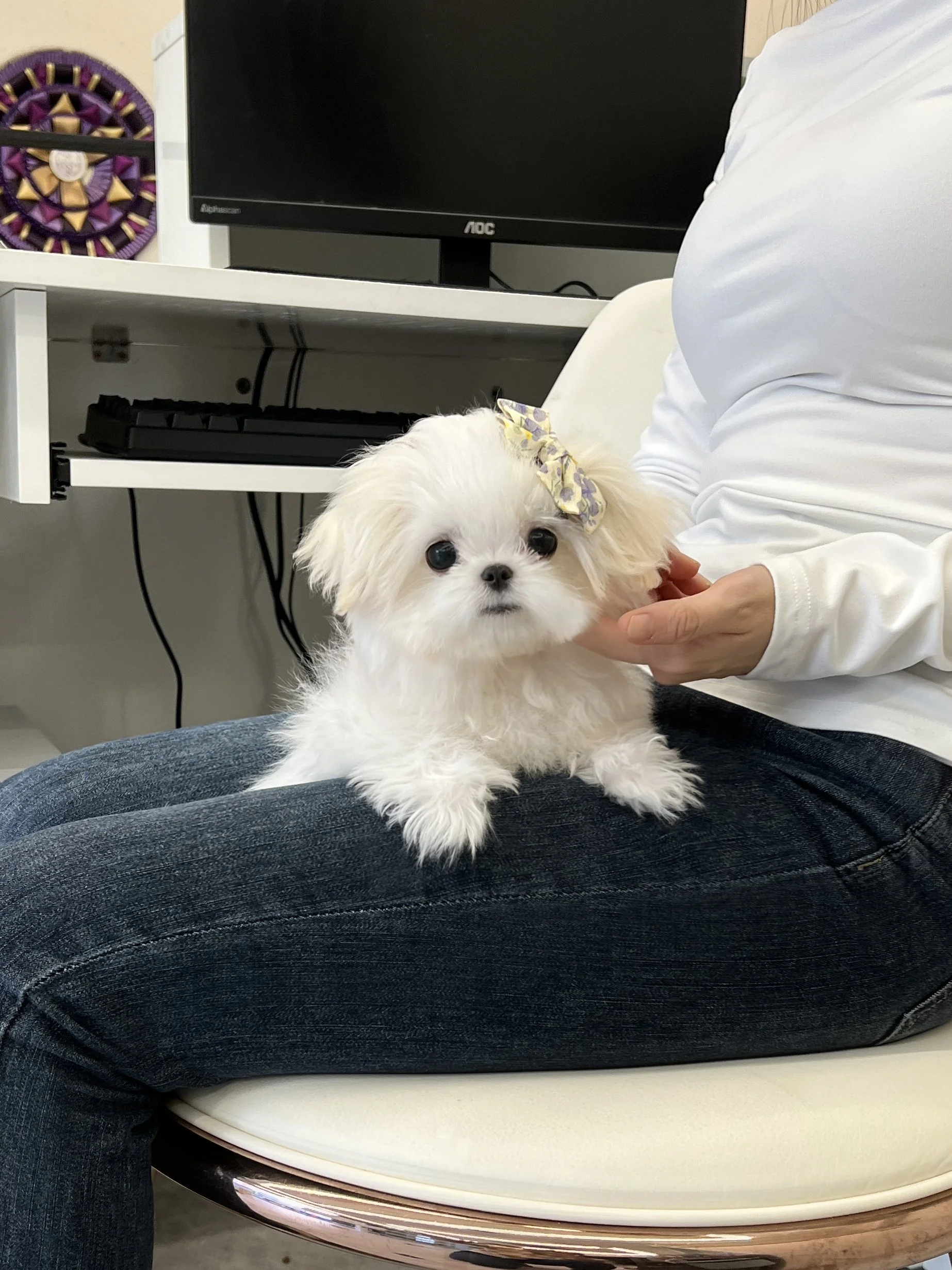 Pocket Pet Teacup Dog