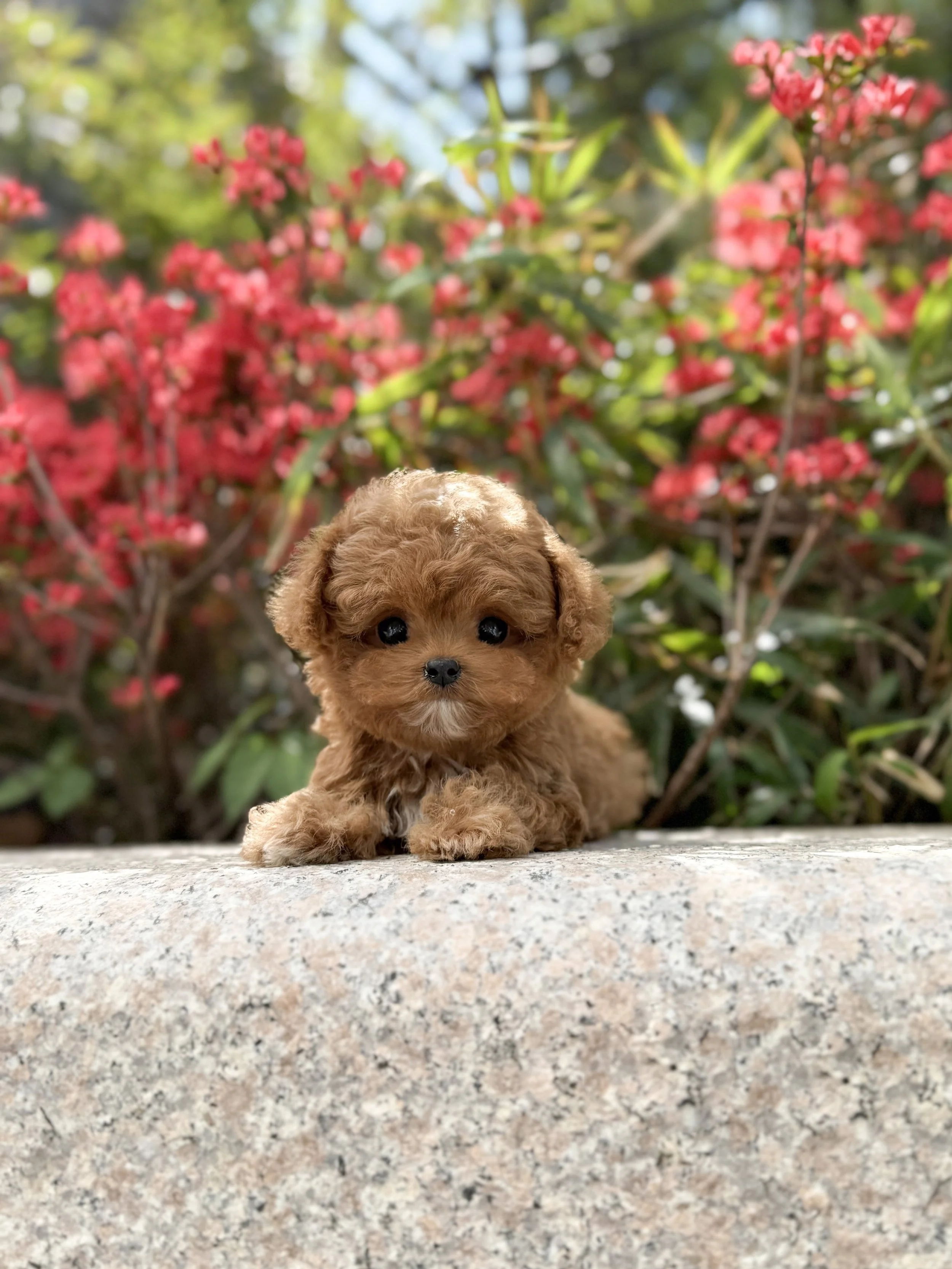 Pocket Pet Teacup Dog