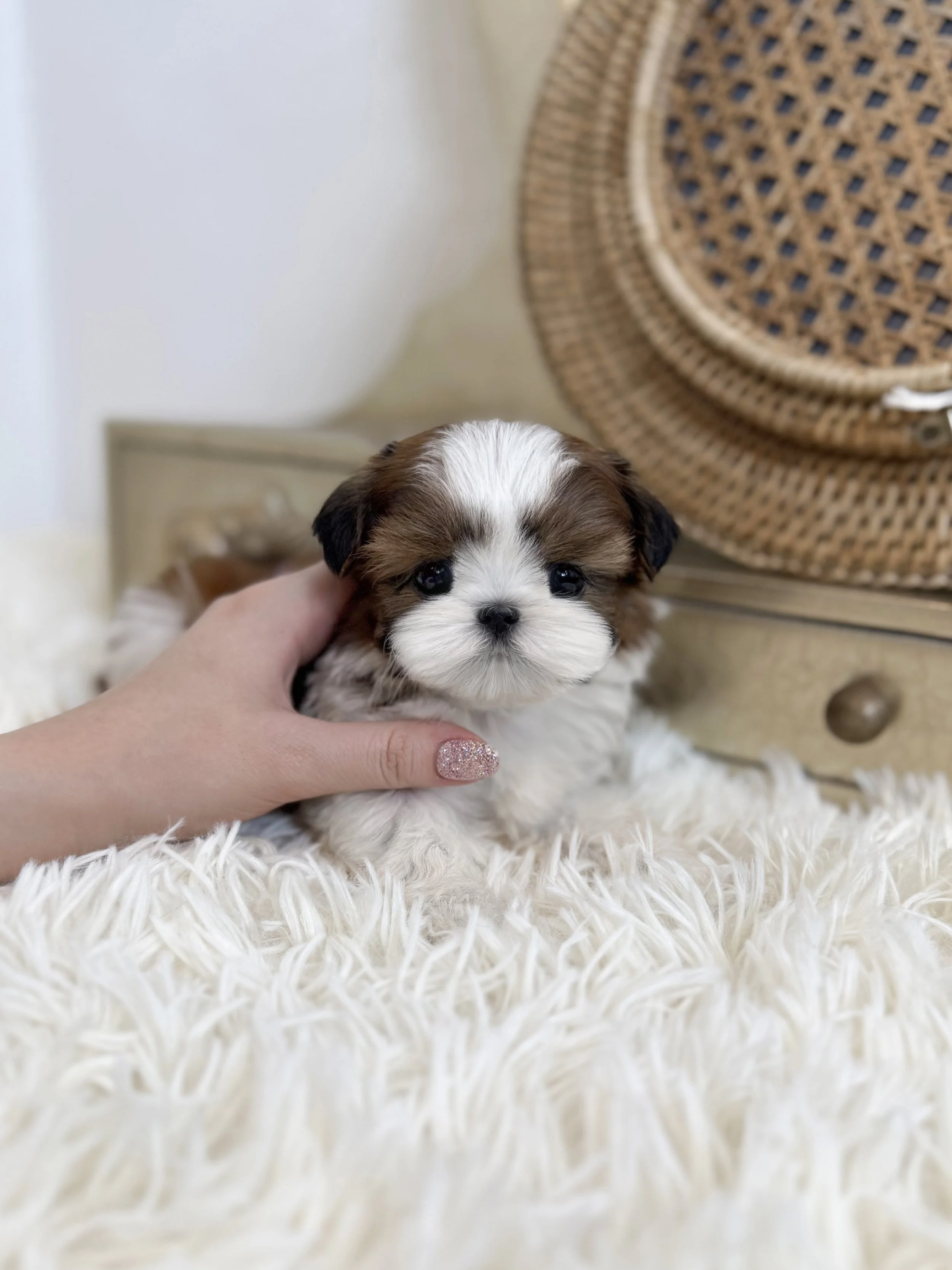 Pocket Pet Teacup Dog