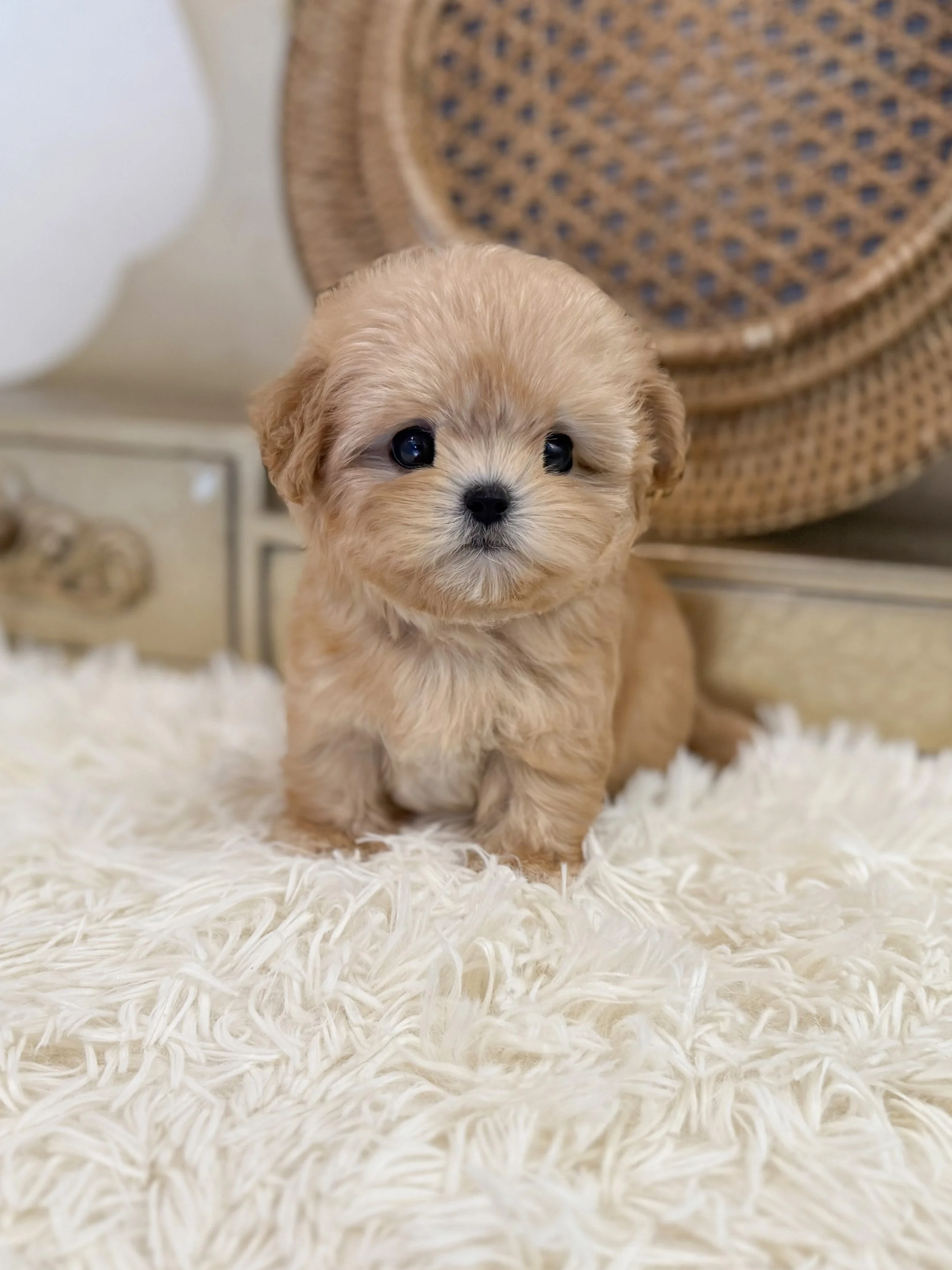 Pocket Pet Teacup Dog