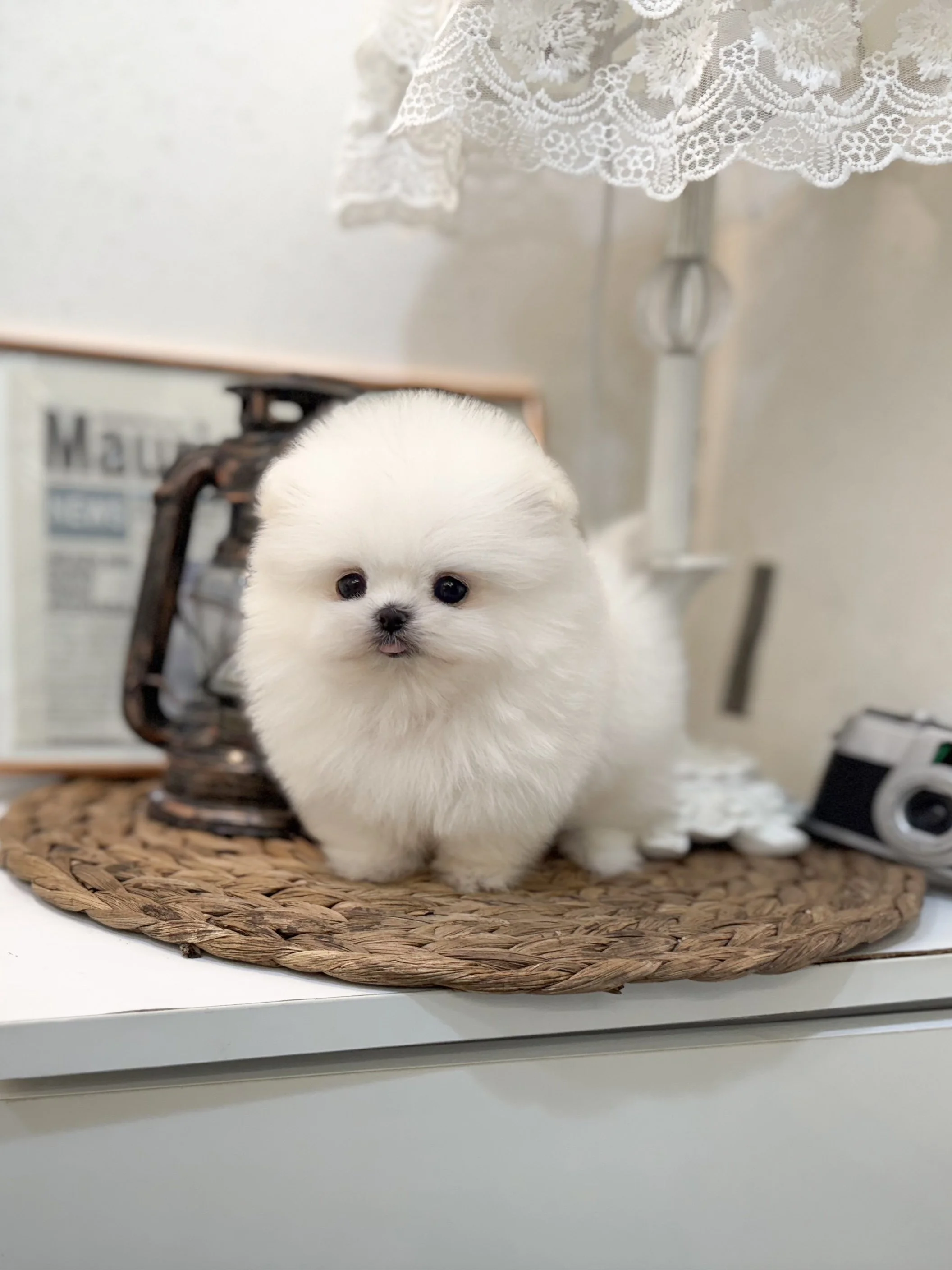 Pocket Pet Teacup Dog