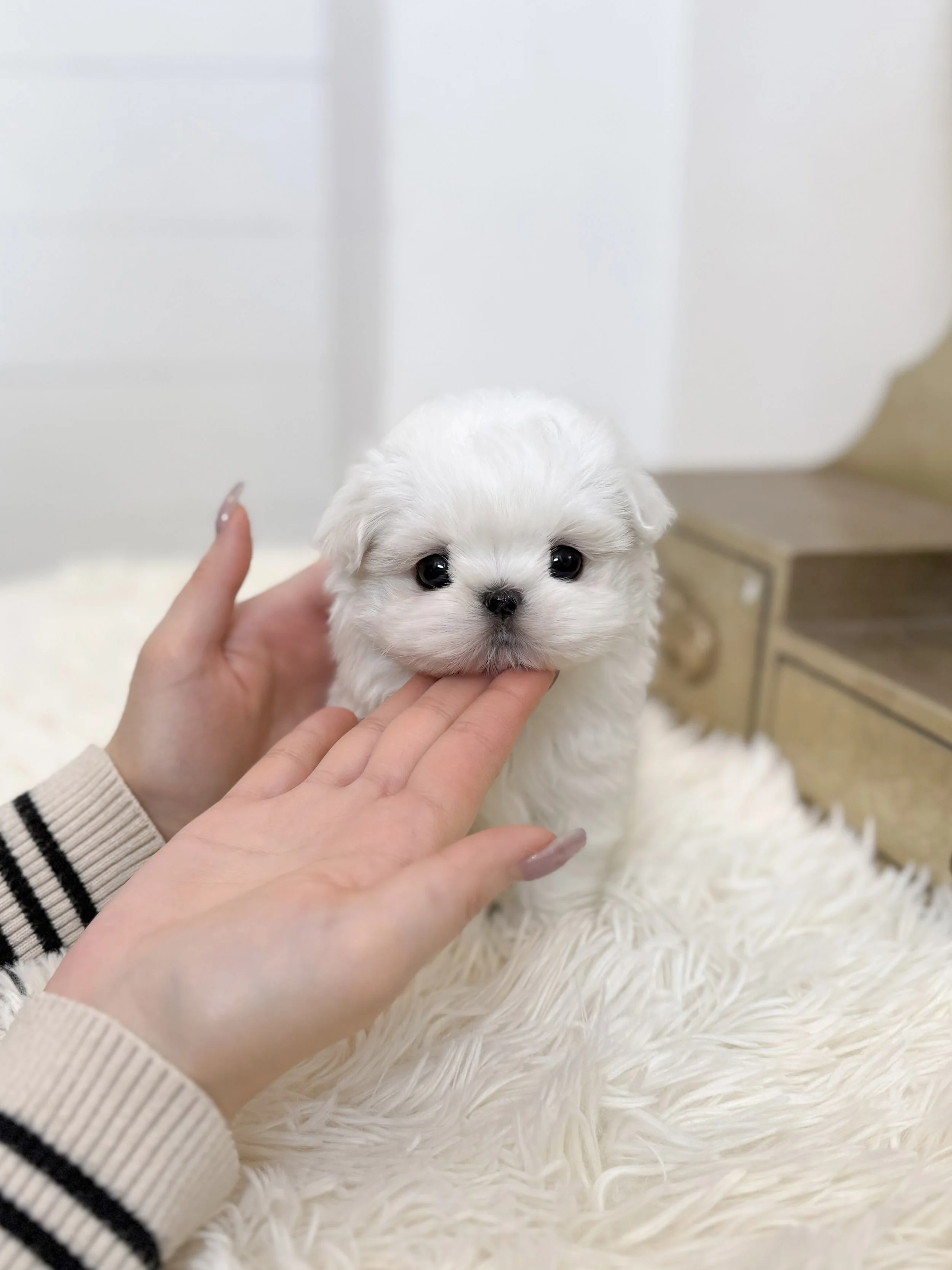 Pocket Pet Teacup Dog