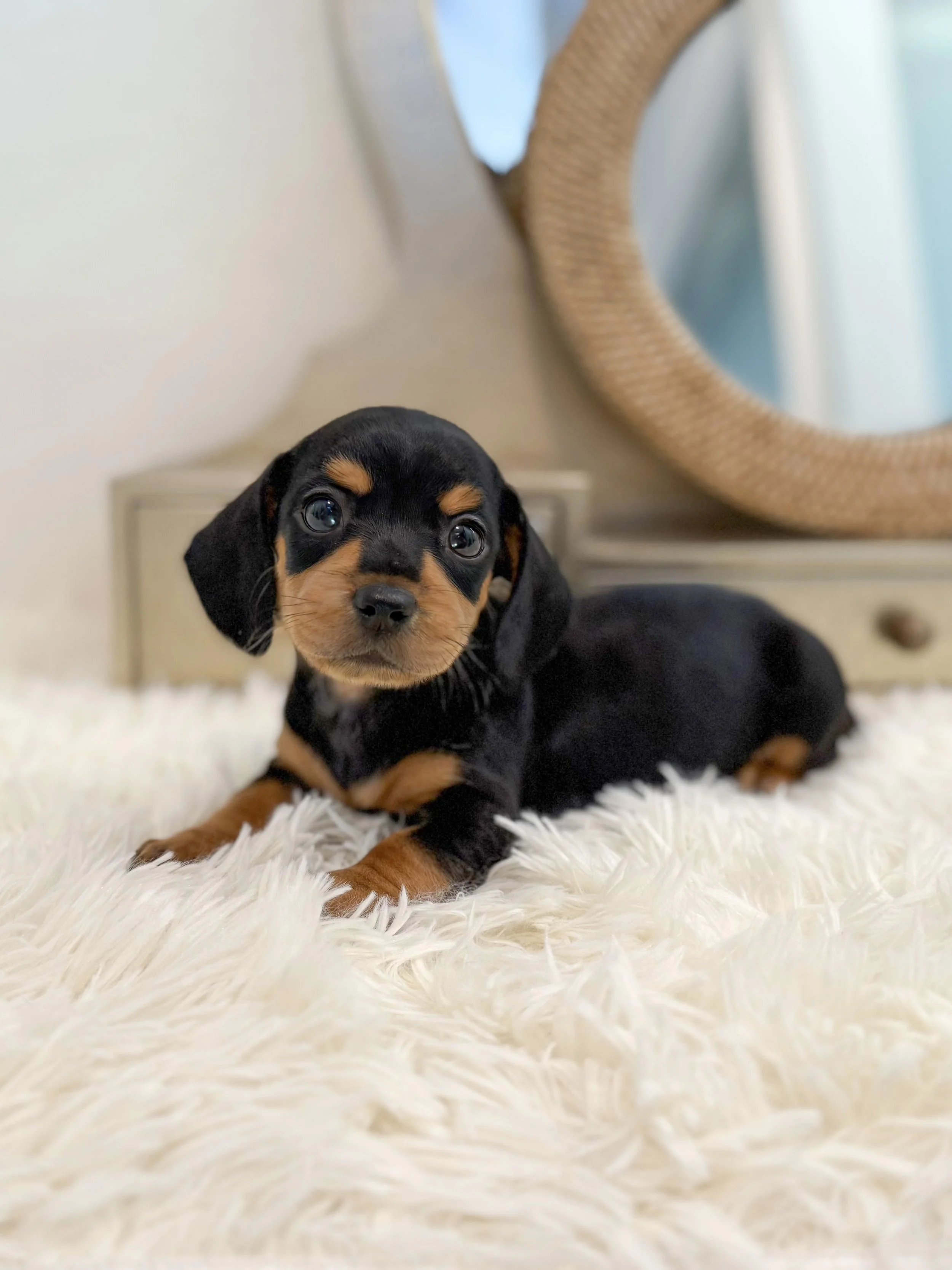 Pocket Pet Teacup Dog