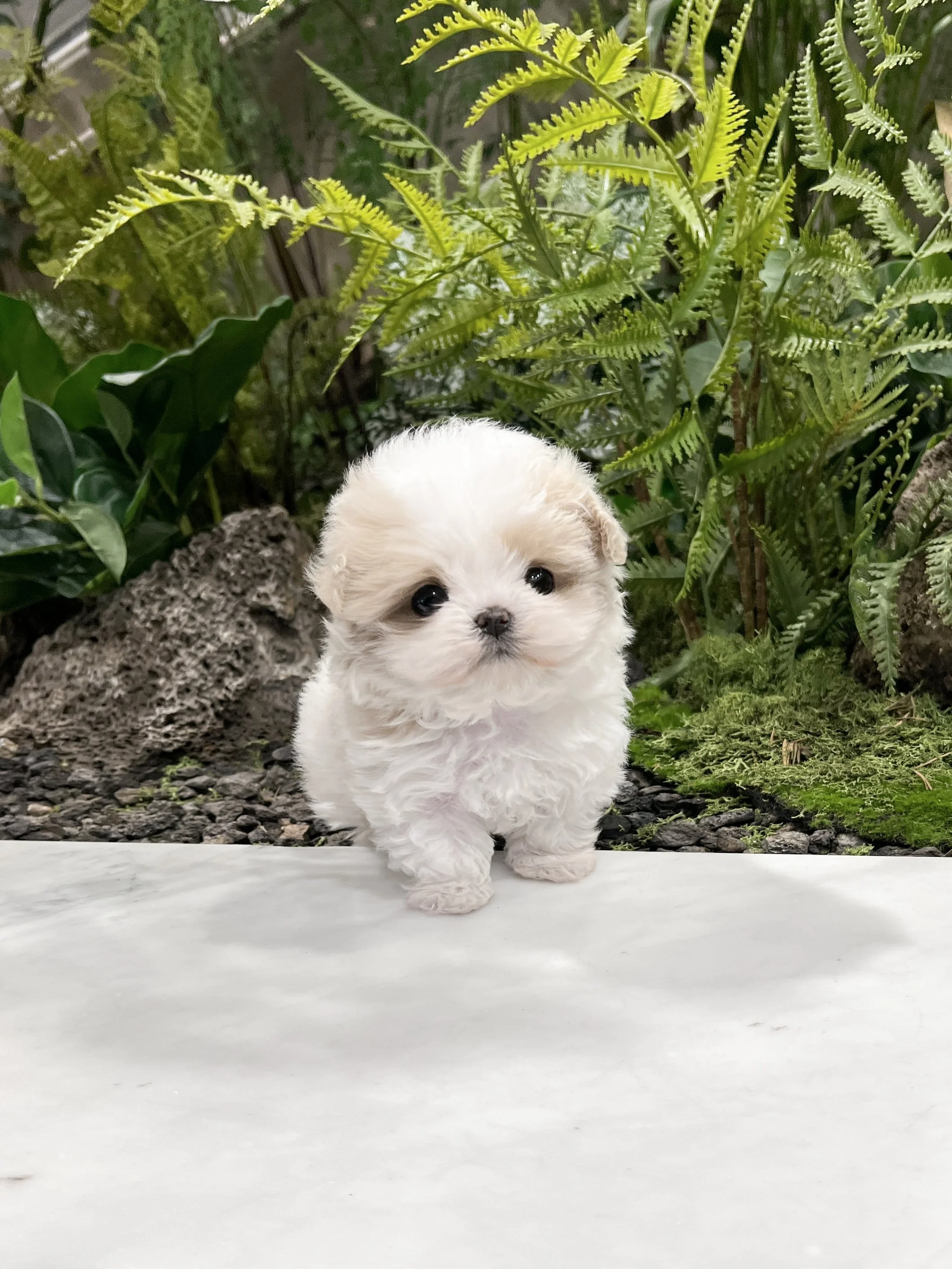 Pocket Pet Teacup Dog