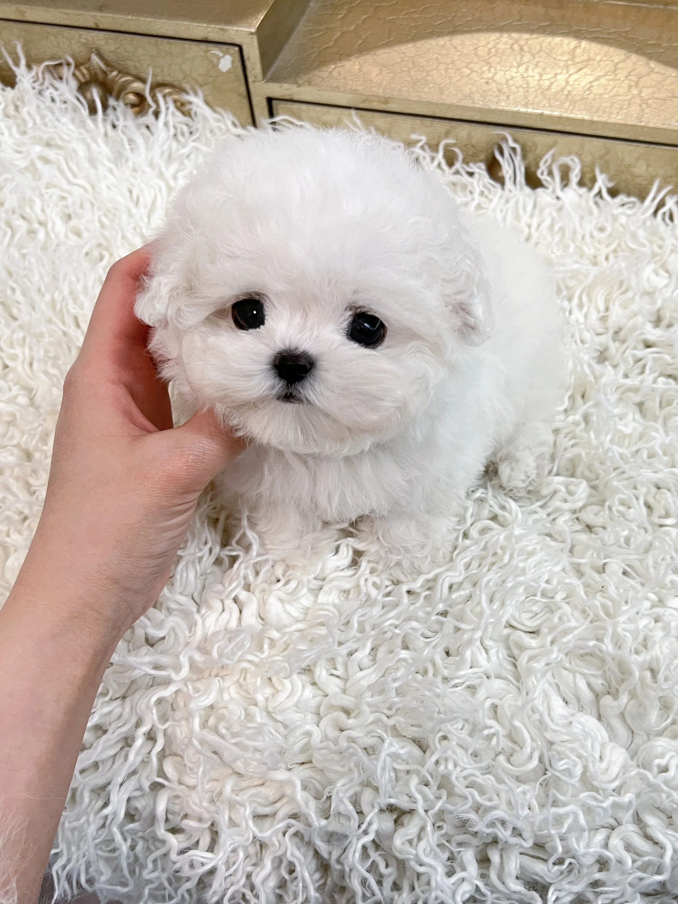 Pocket Pet Teacup Dog
