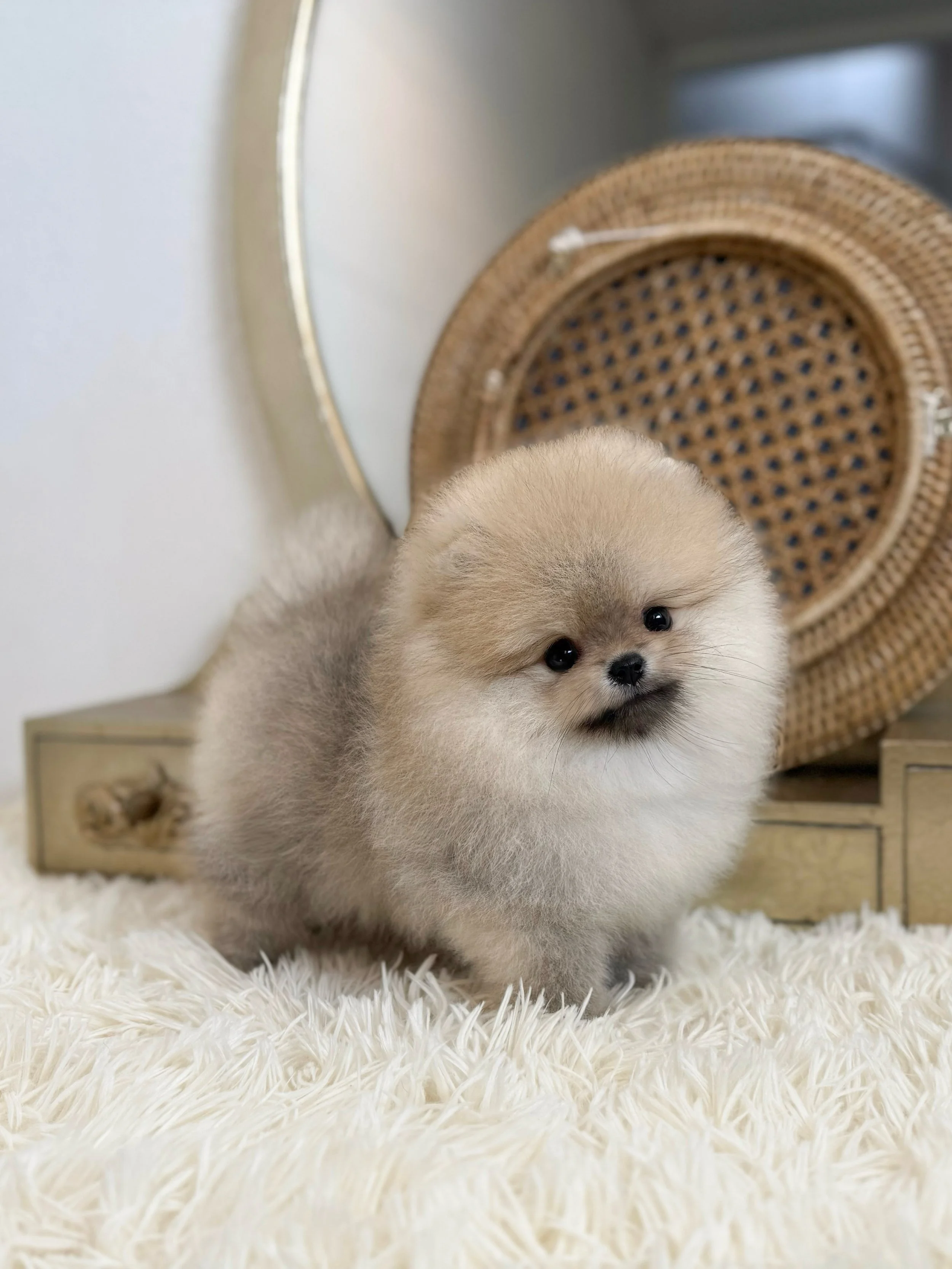 Pocket Pet Teacup Dog