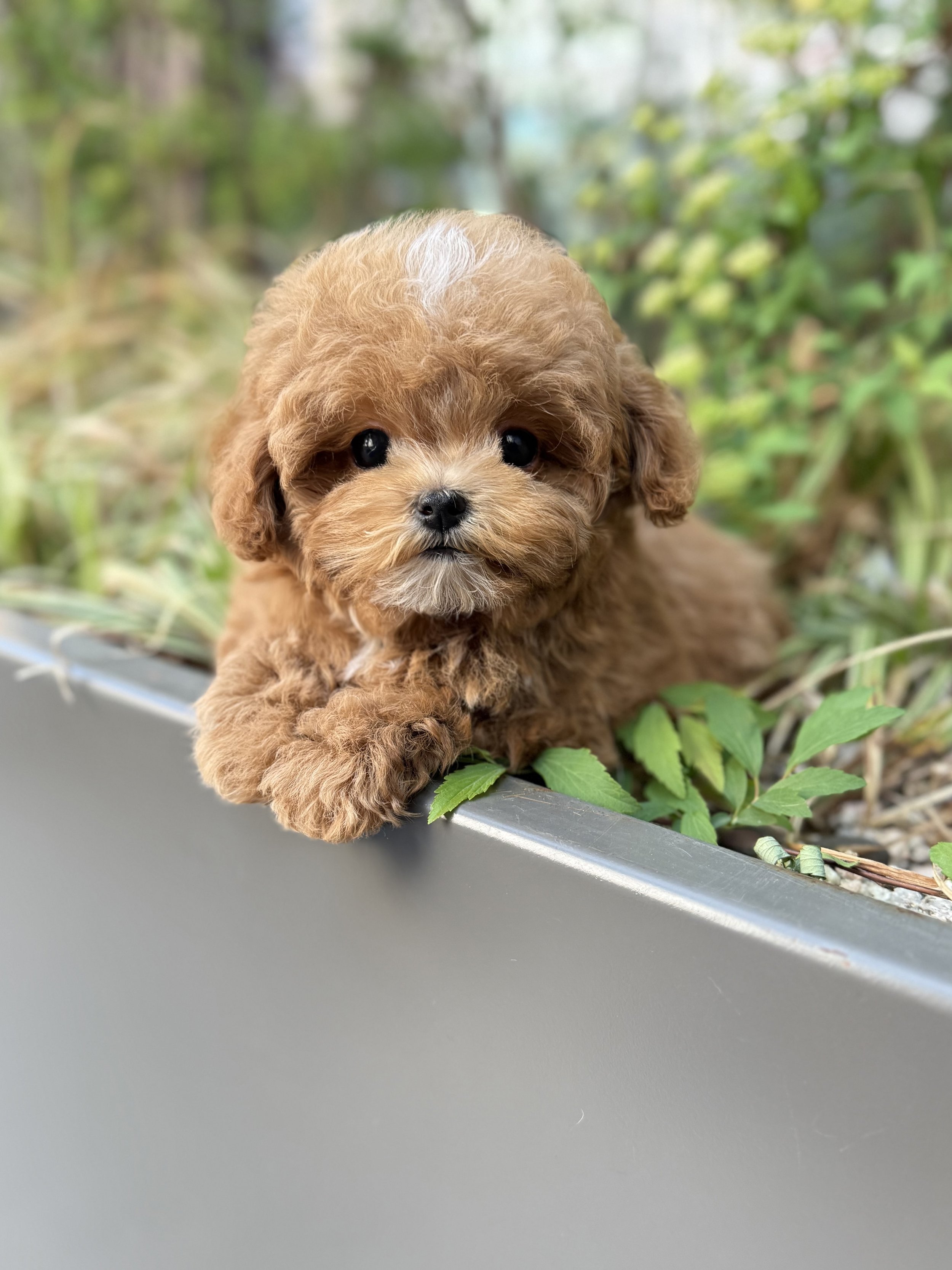Pocket Pet Teacup Dog