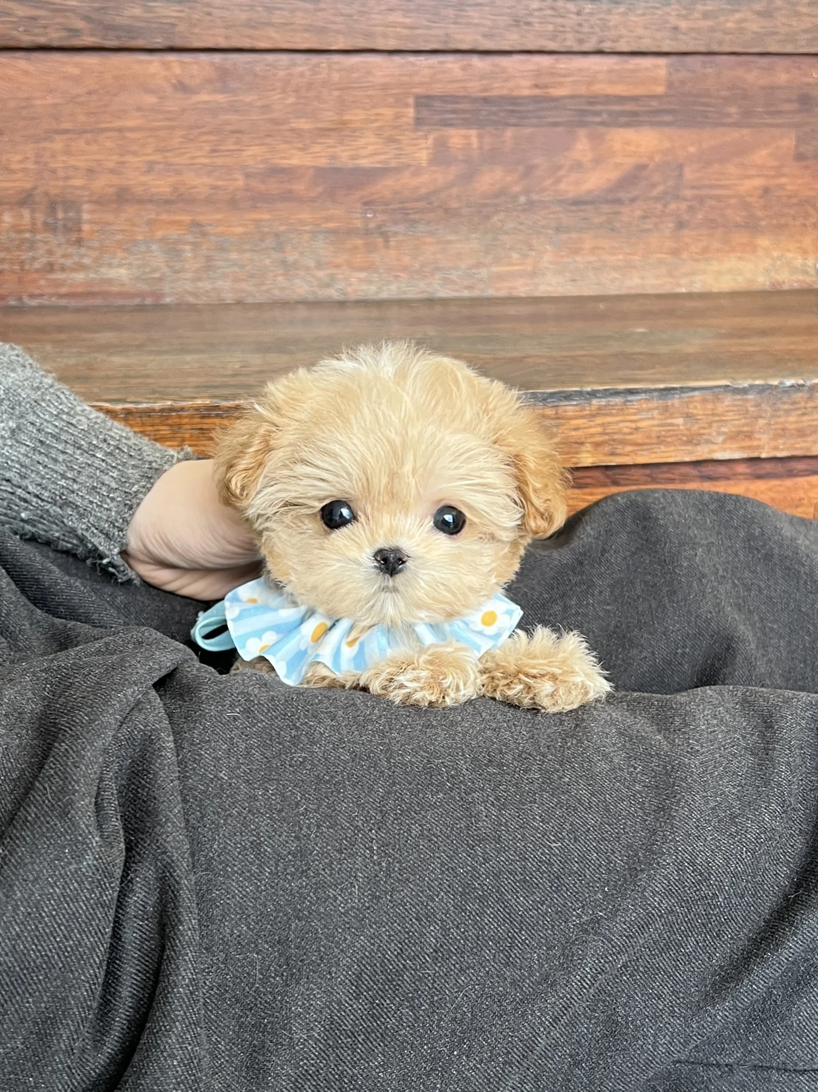 Pocket Pet Teacup Dog