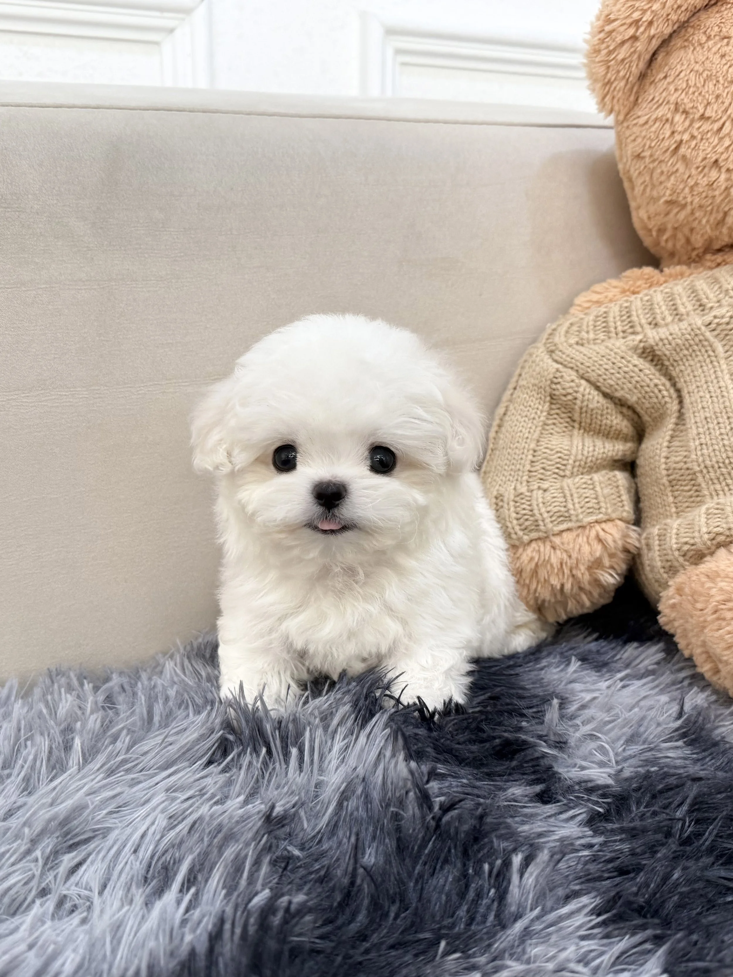 Pocket Pet Teacup Dog