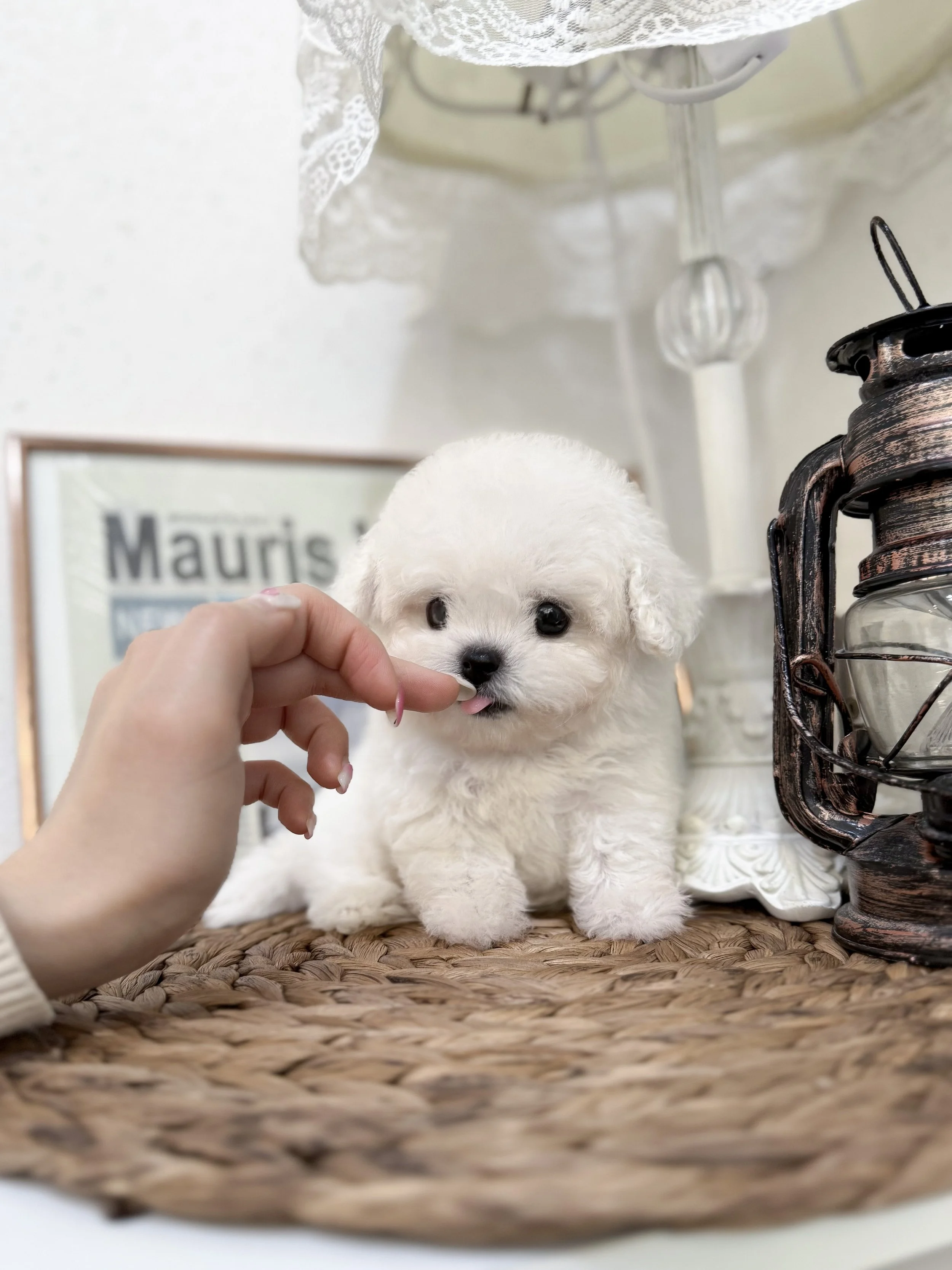 Pocket Pet Teacup Dog