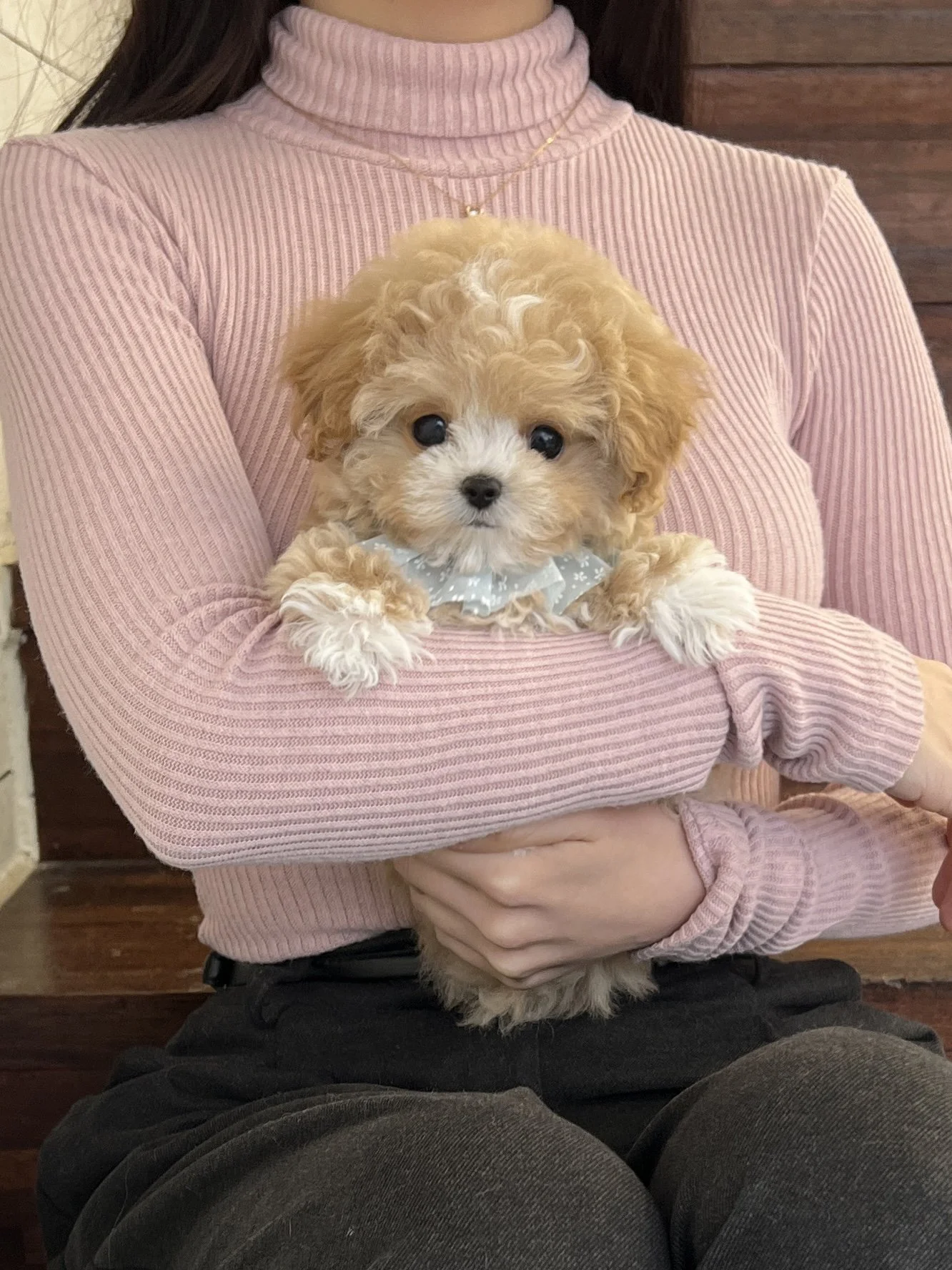 Pocket Pet Teacup Dog