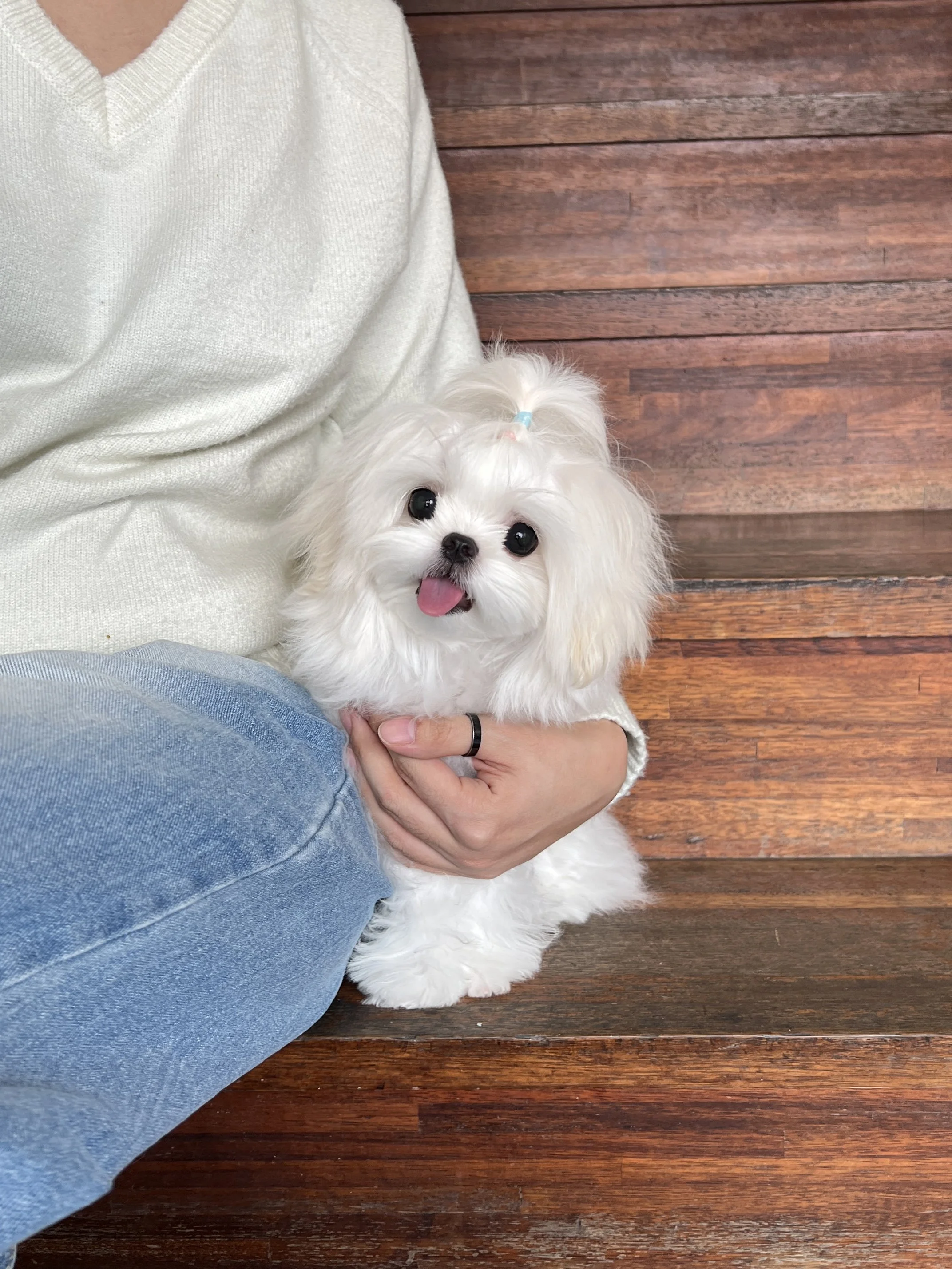 Pocket Pet Teacup Dog