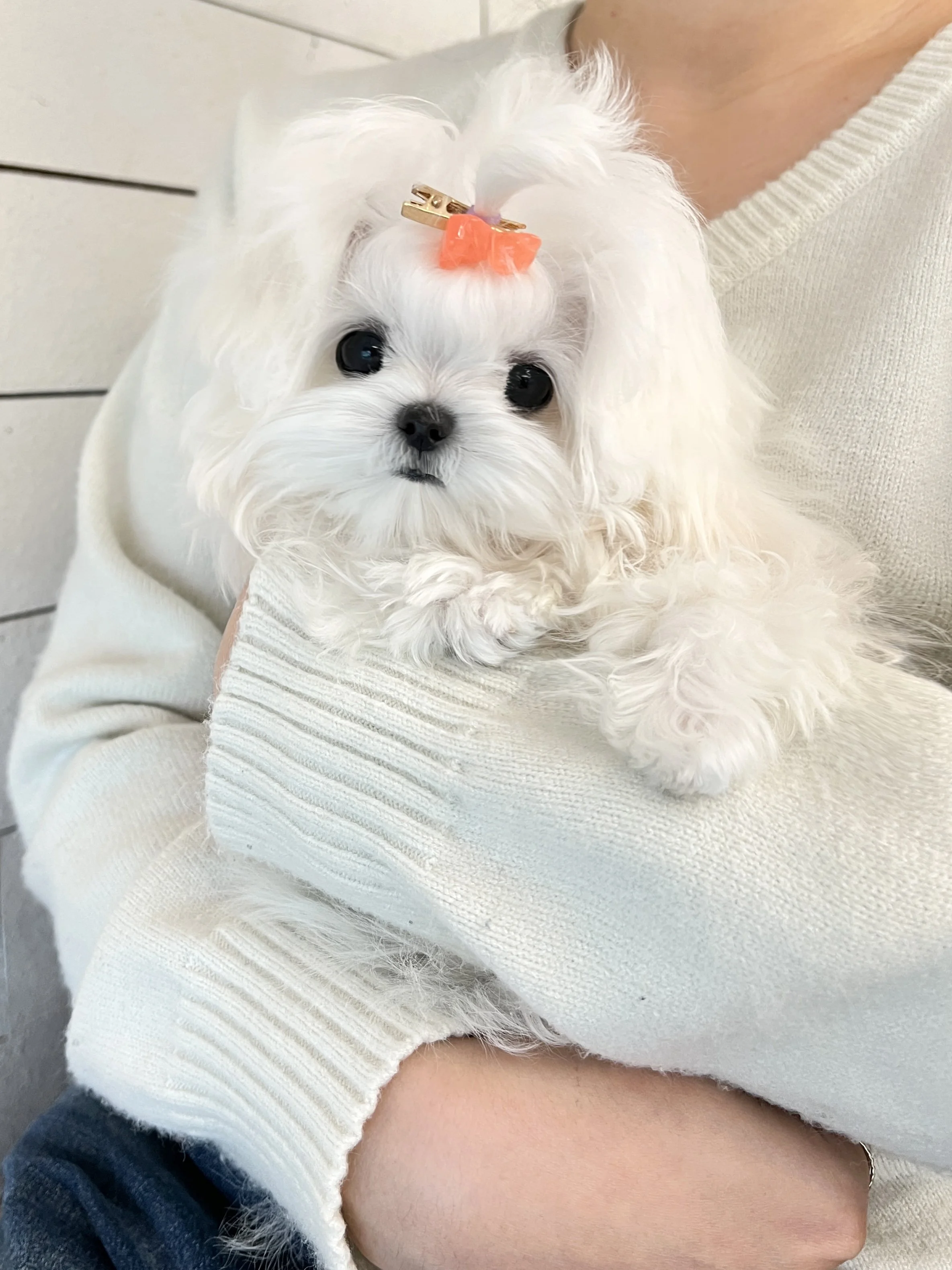 Pocket Pet Teacup Dog