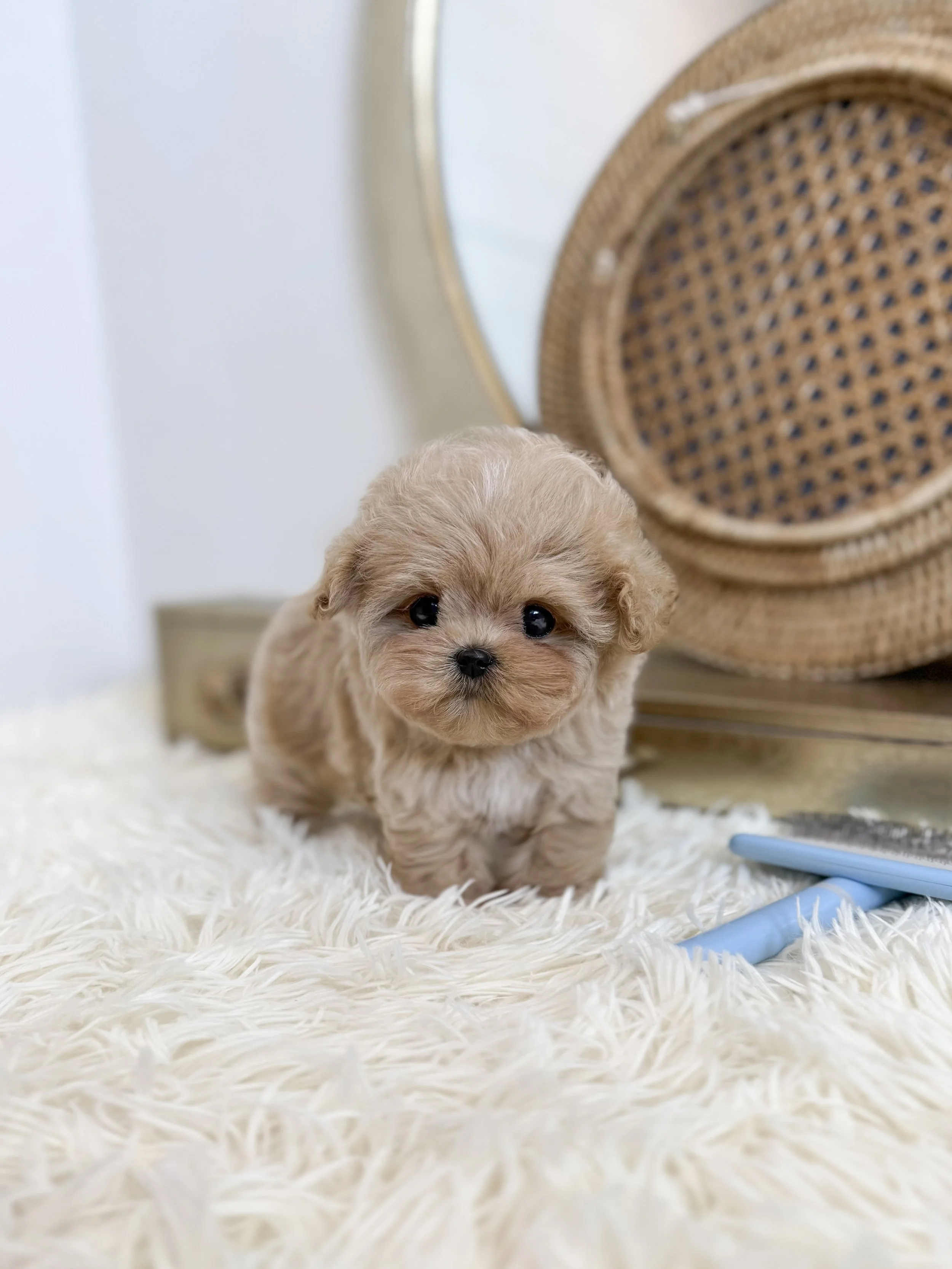 Pocket Pet Teacup Dog