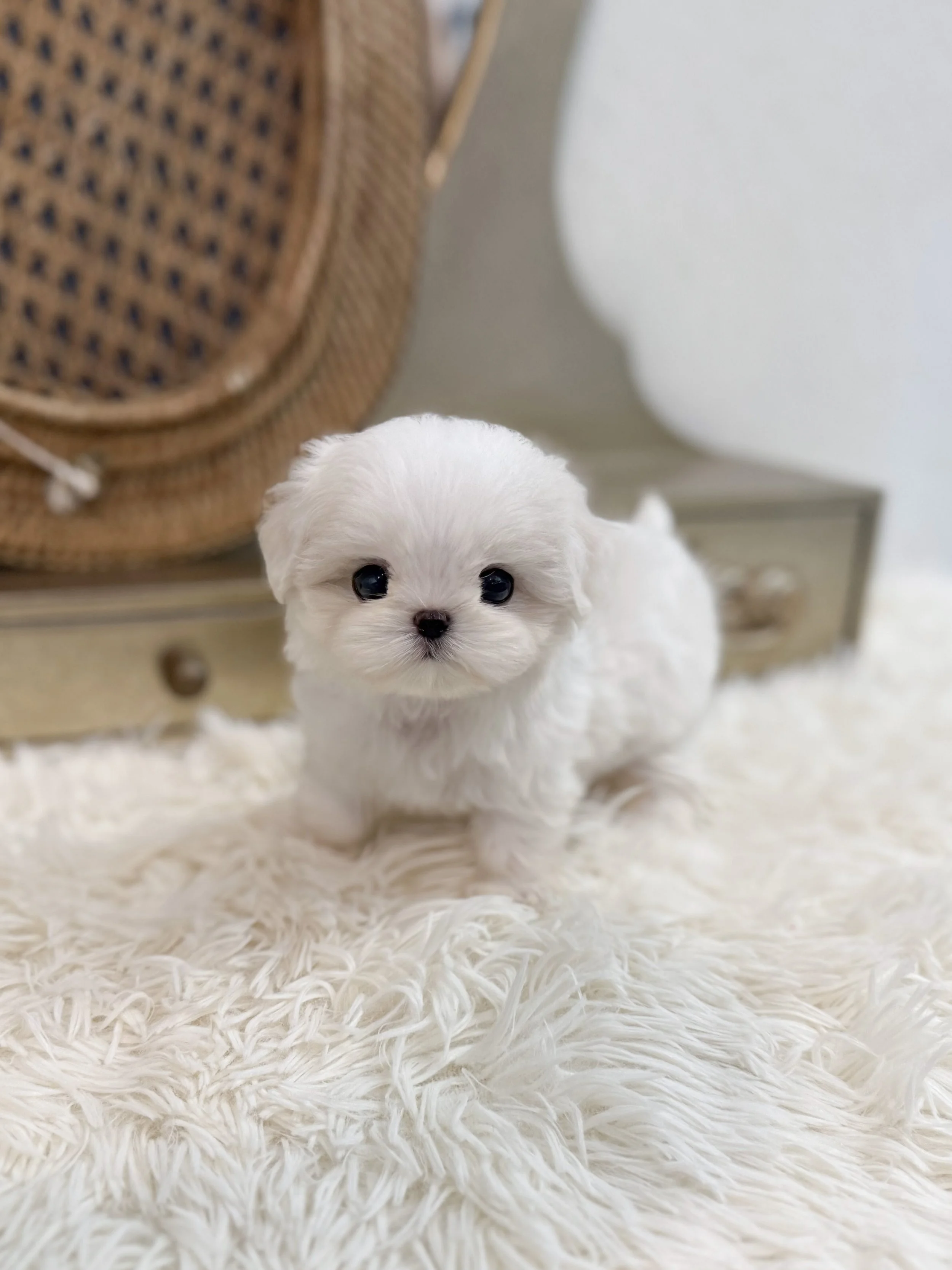 Pocket Pet Teacup Dog